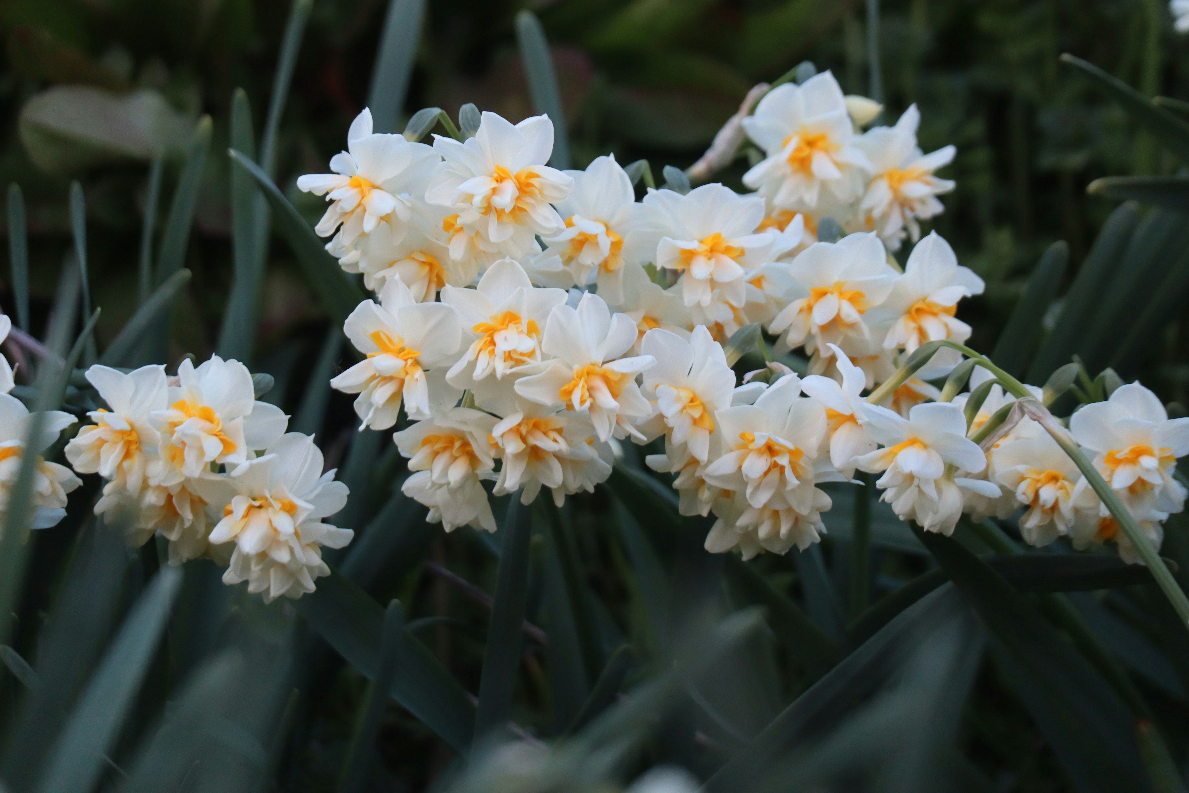 Racimo de narcisos con pétalos blancos y centros naranjas