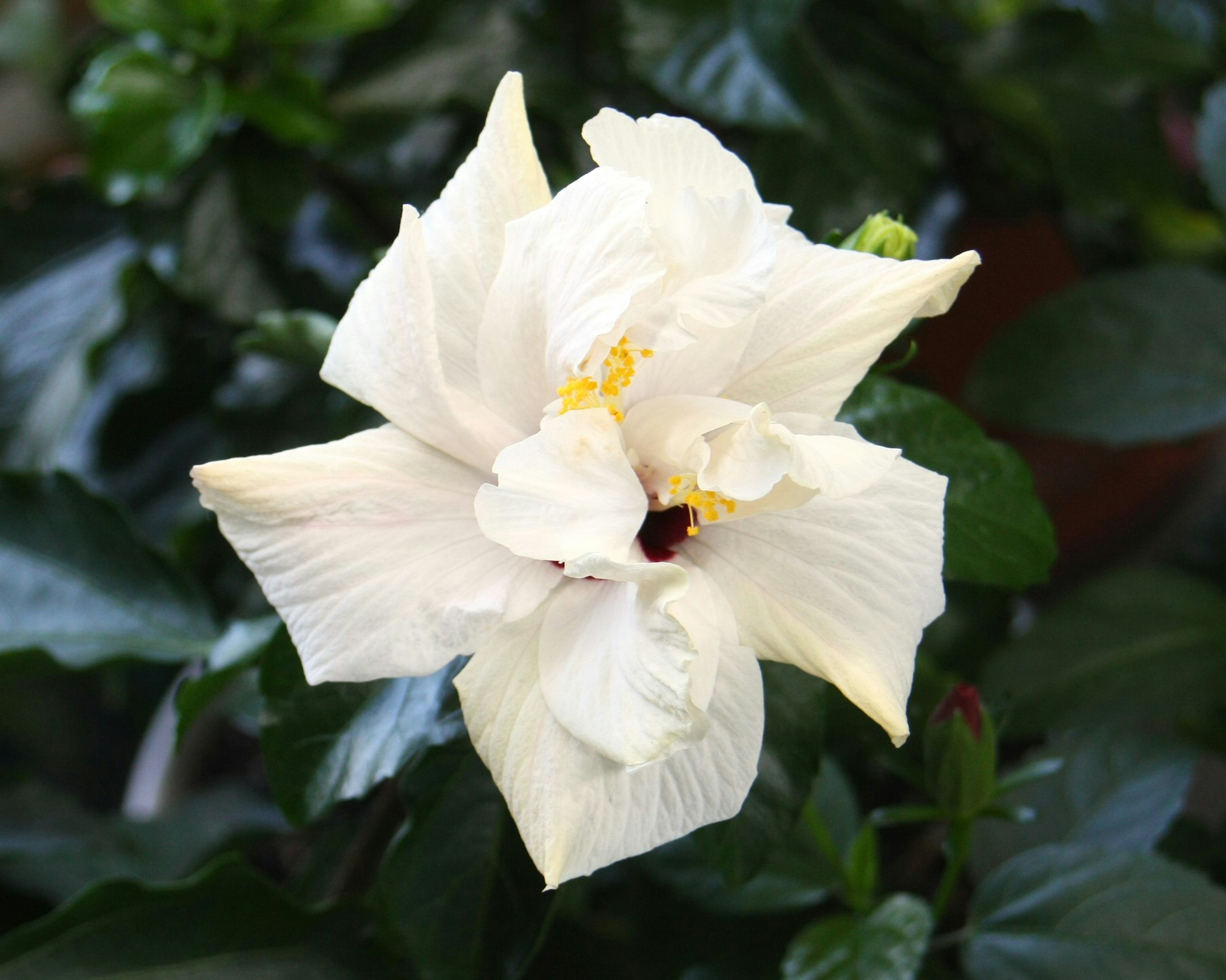 A white hibiscus flower blooming among green leaves