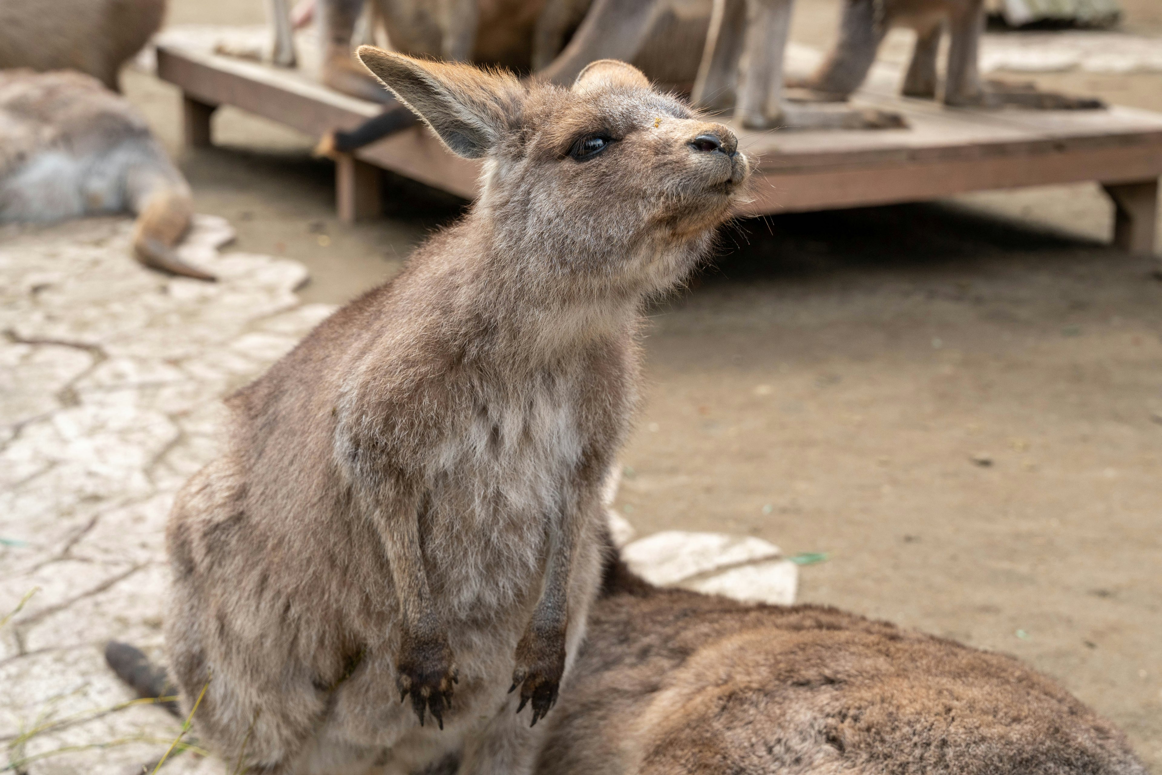 Un canguro seduto a terra con altri animali sullo sfondo