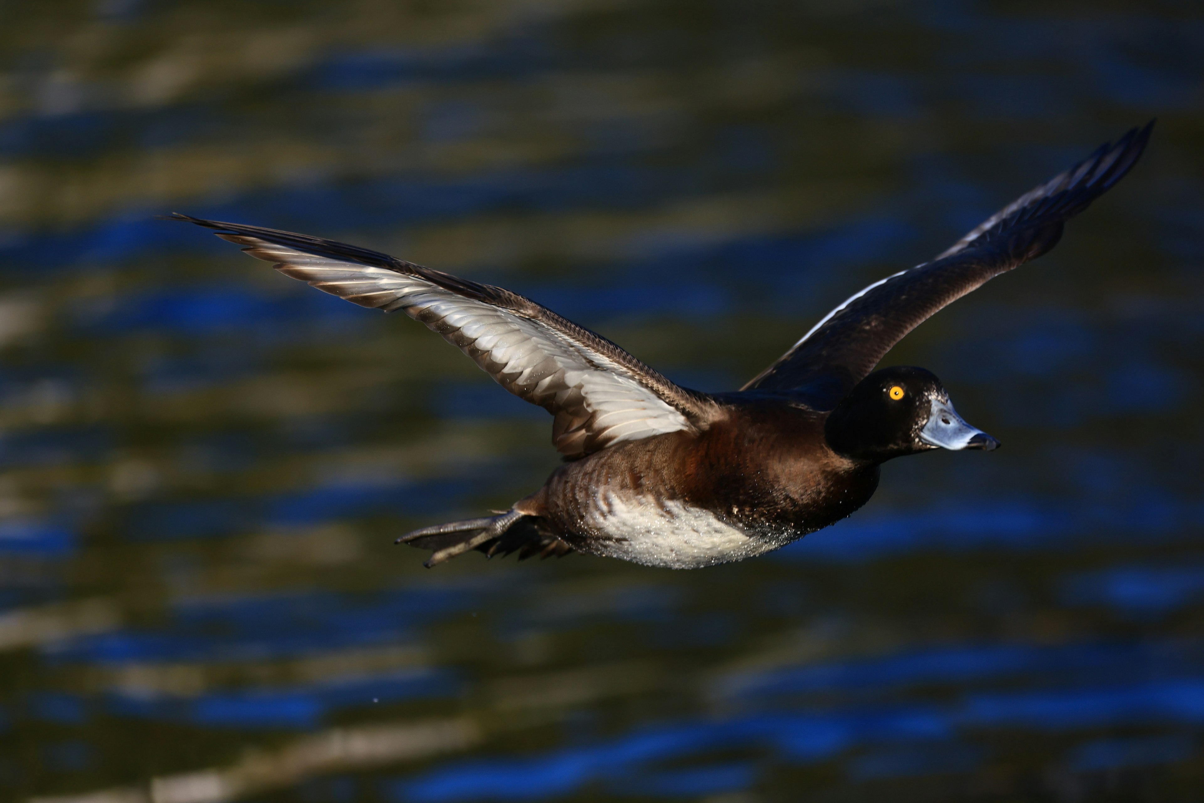 A duck in flight over a water surface