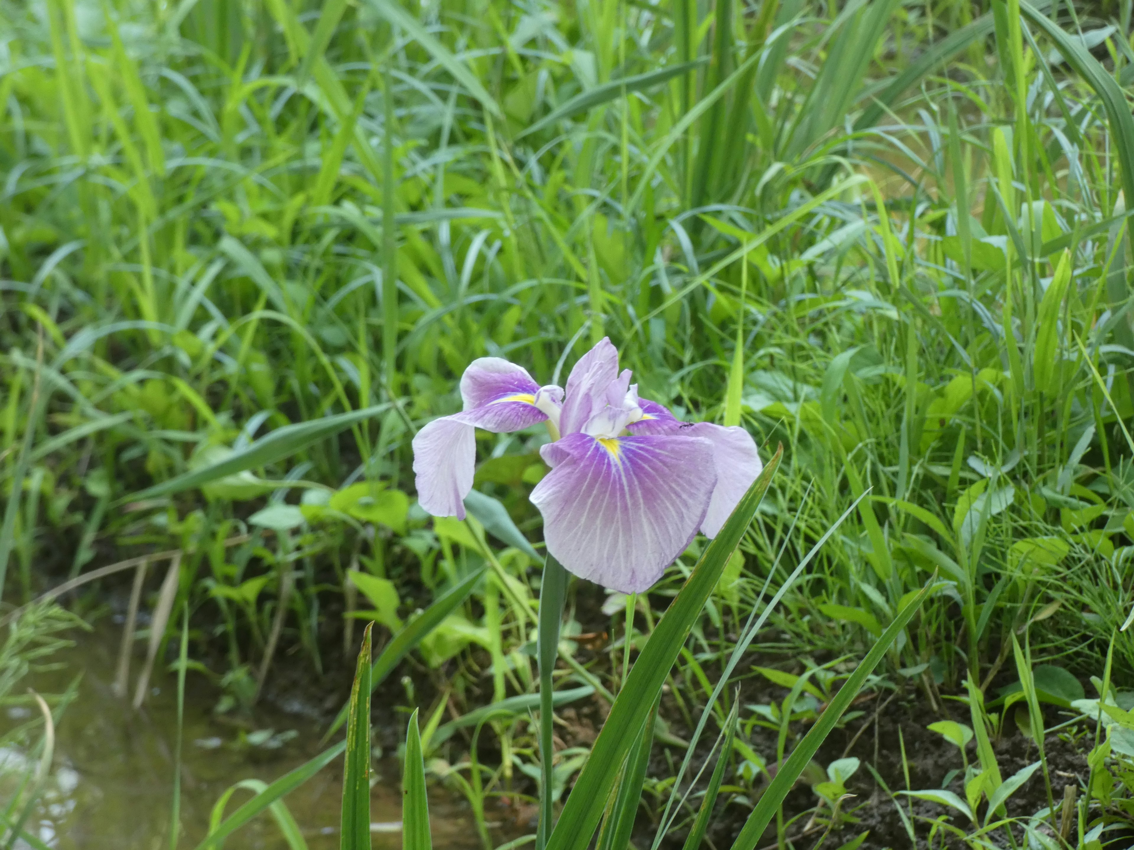 Flor púrpura junto al agua con hierba verde