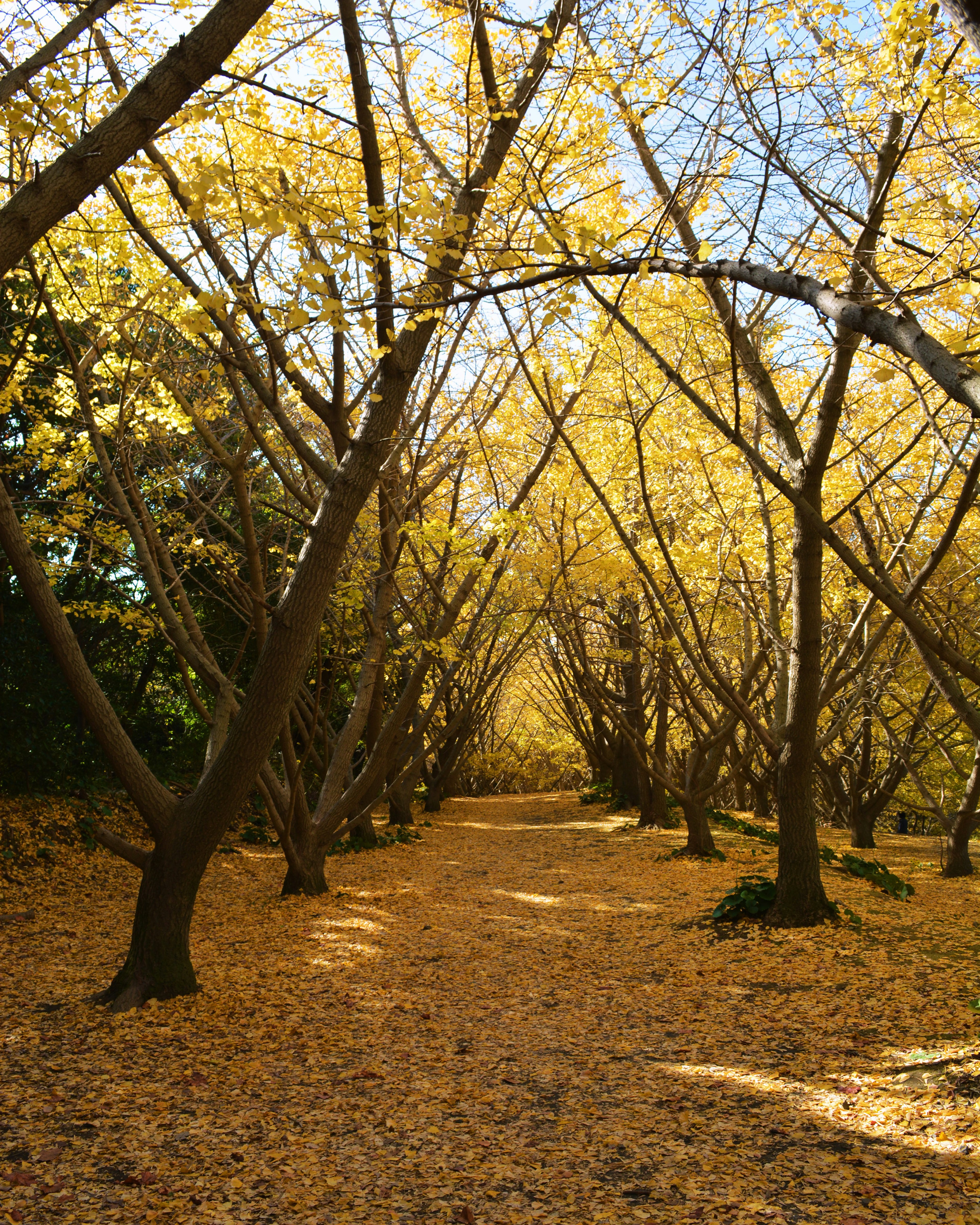 Sendero bordeado de árboles y hojas amarillas de otoño