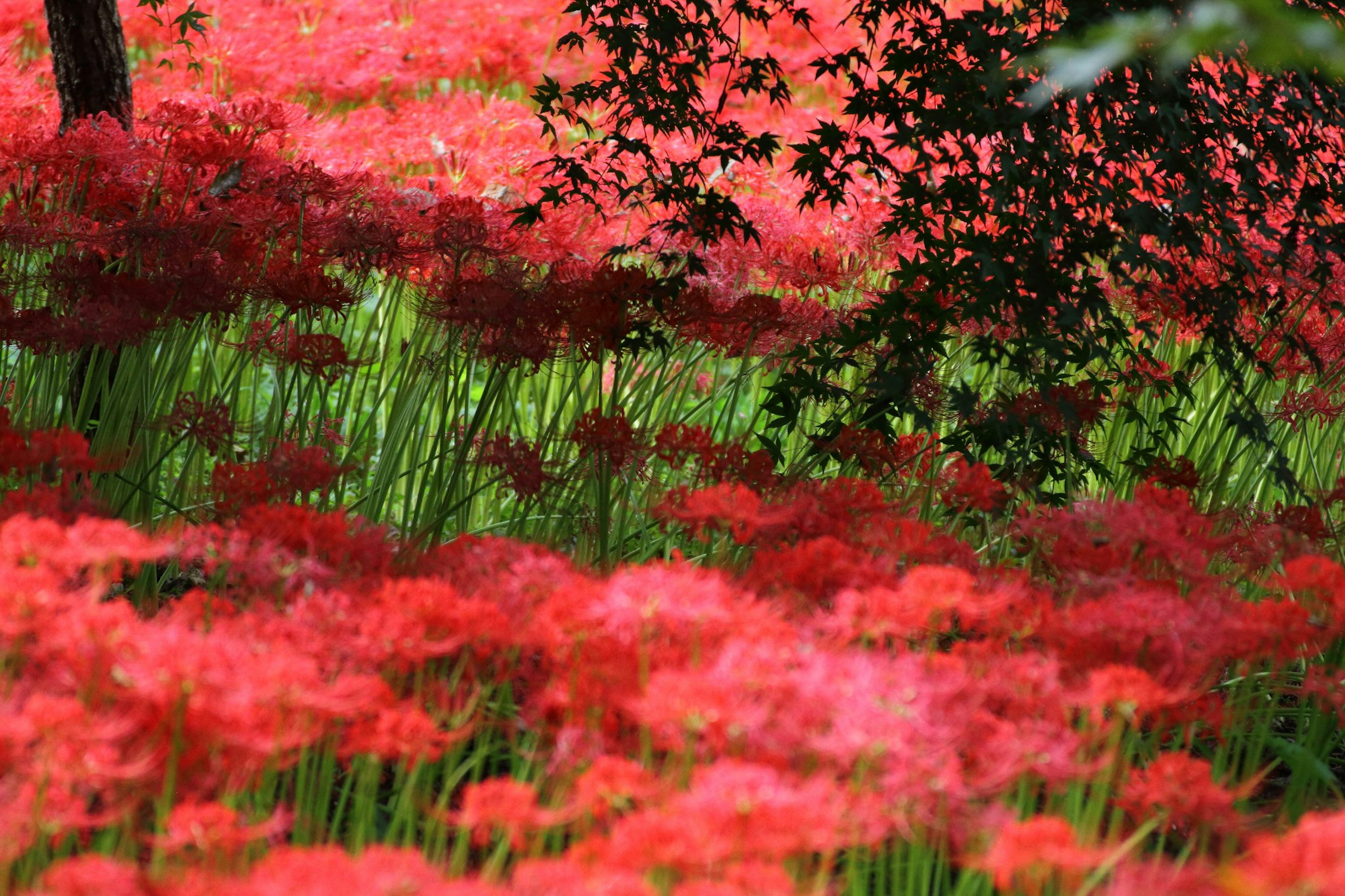 Vibrant field of red flowers surrounded by green grass and shaded trees