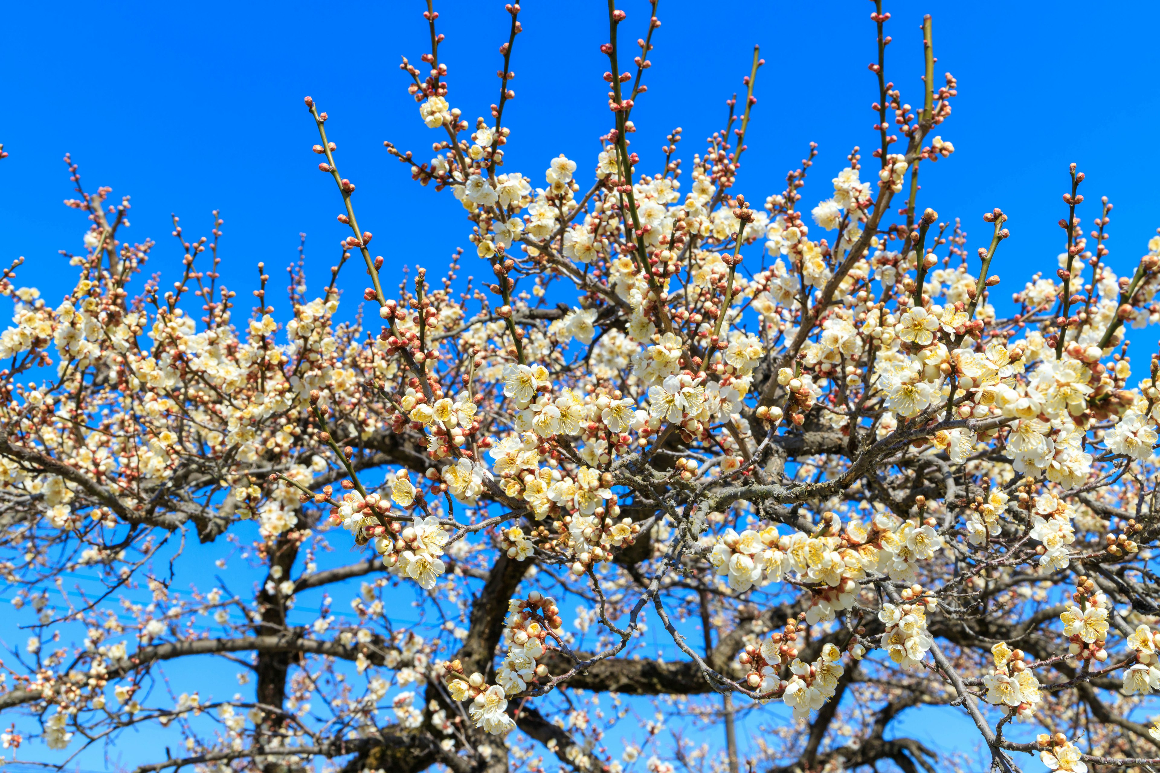 Cerezo en plena floración con flores blancas contra un cielo azul