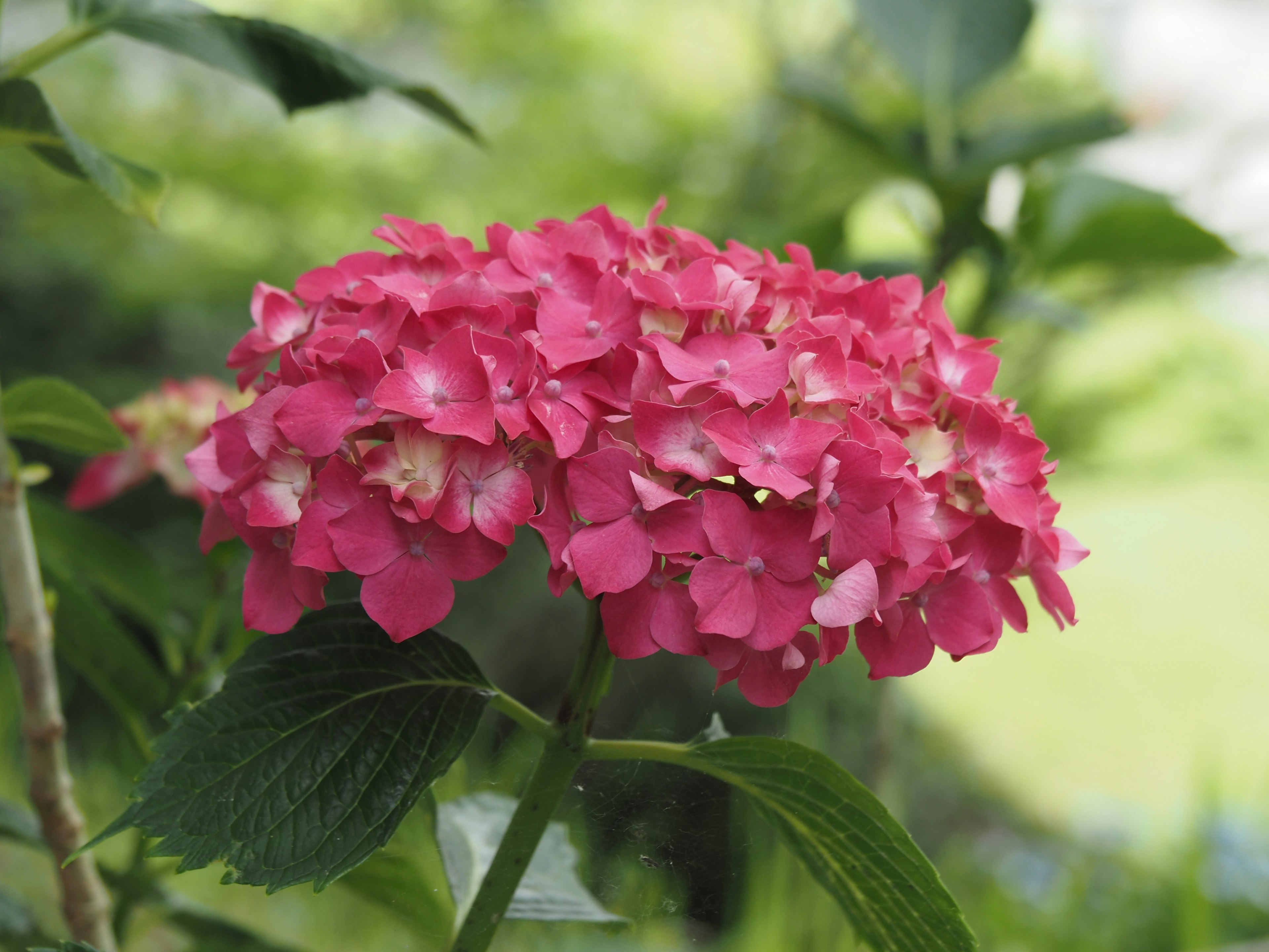 Fiore di ortensia rosa in fiore circondato da foglie verdi