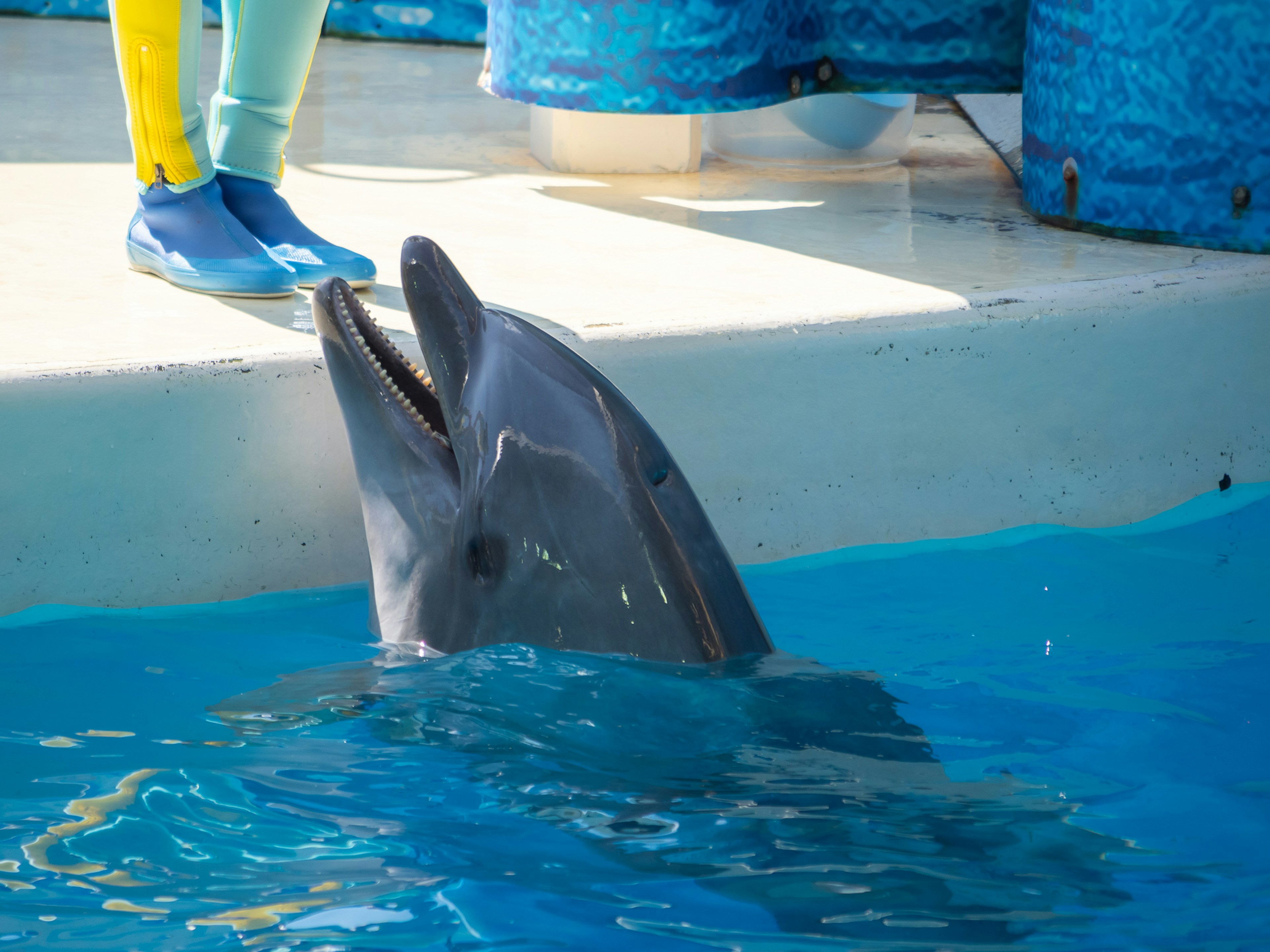 Dolphin surfacing in blue water near a person