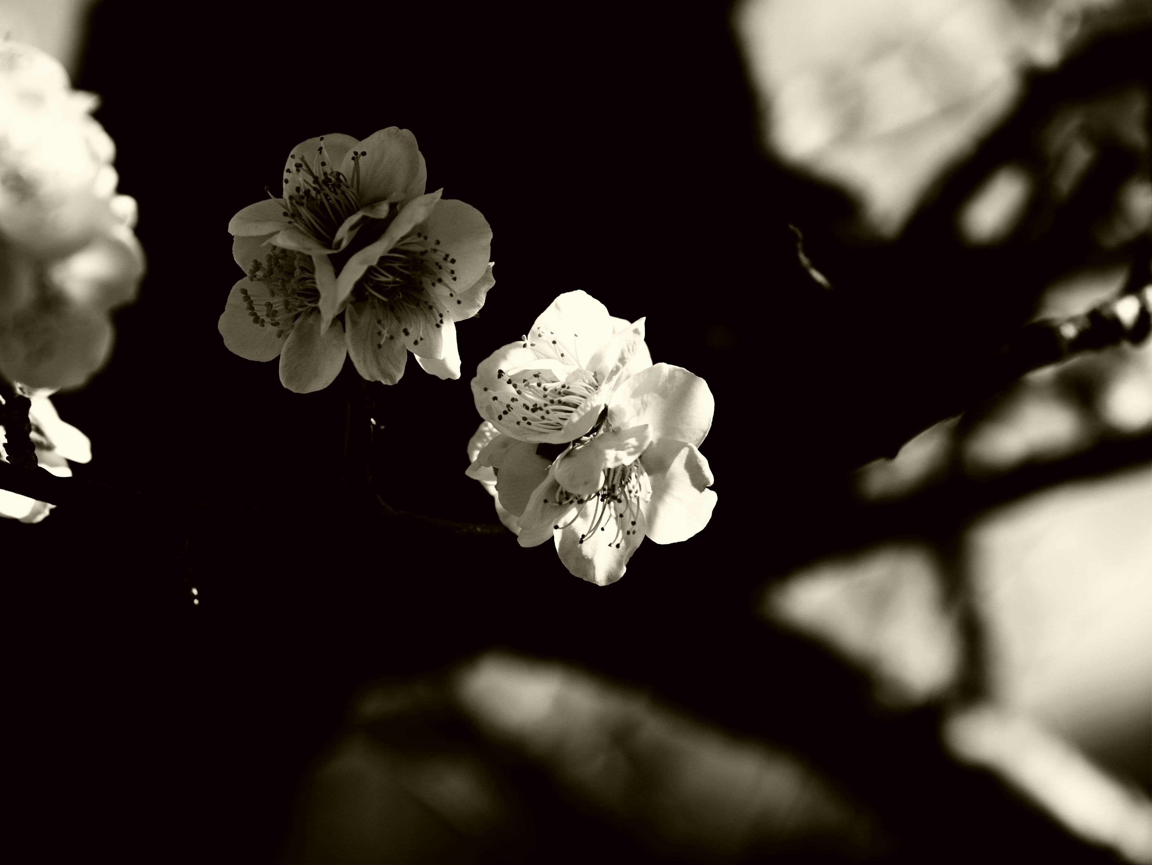 Black and white image of cherry blossoms with distinct petals