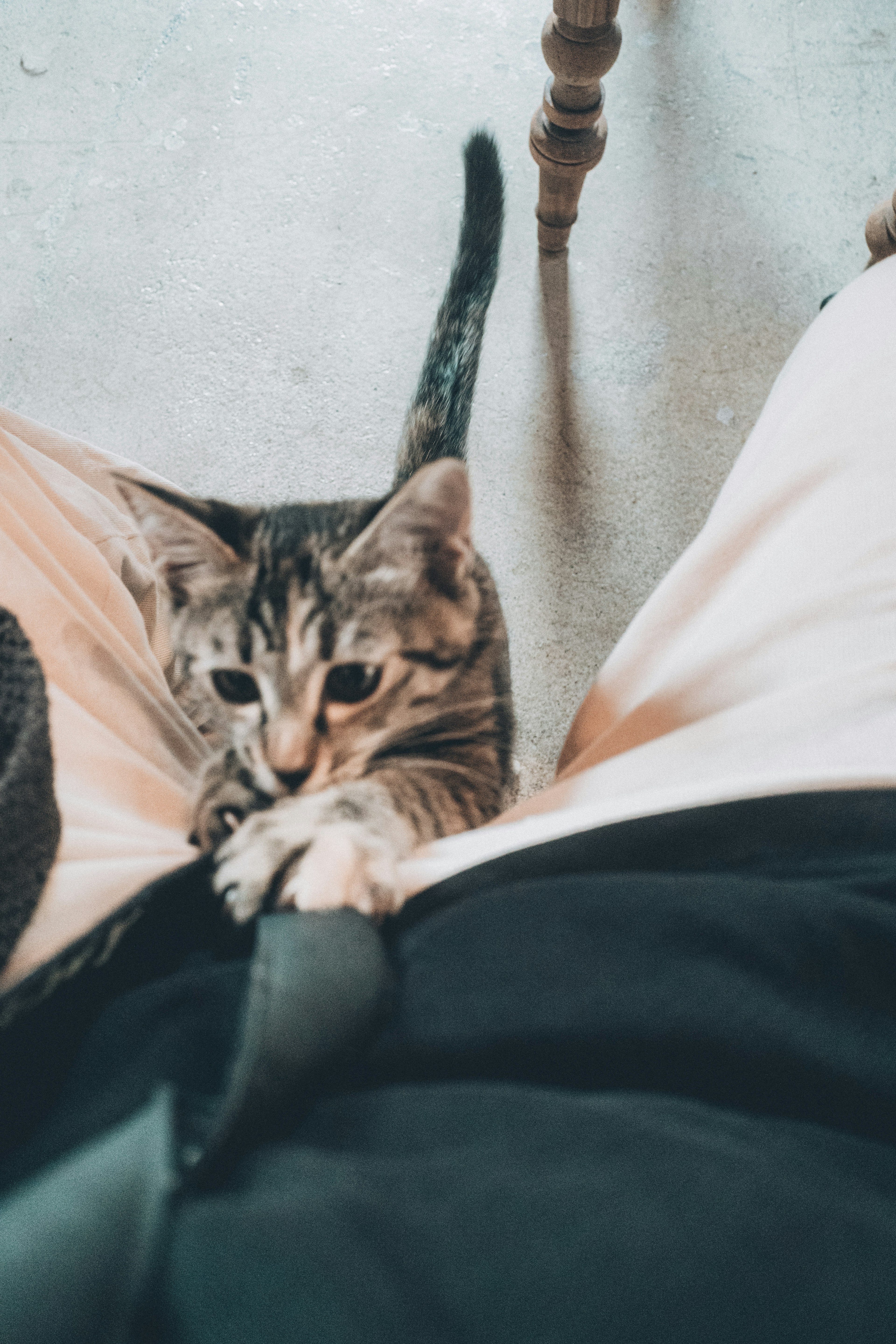 A kitten clinging to a person's pants