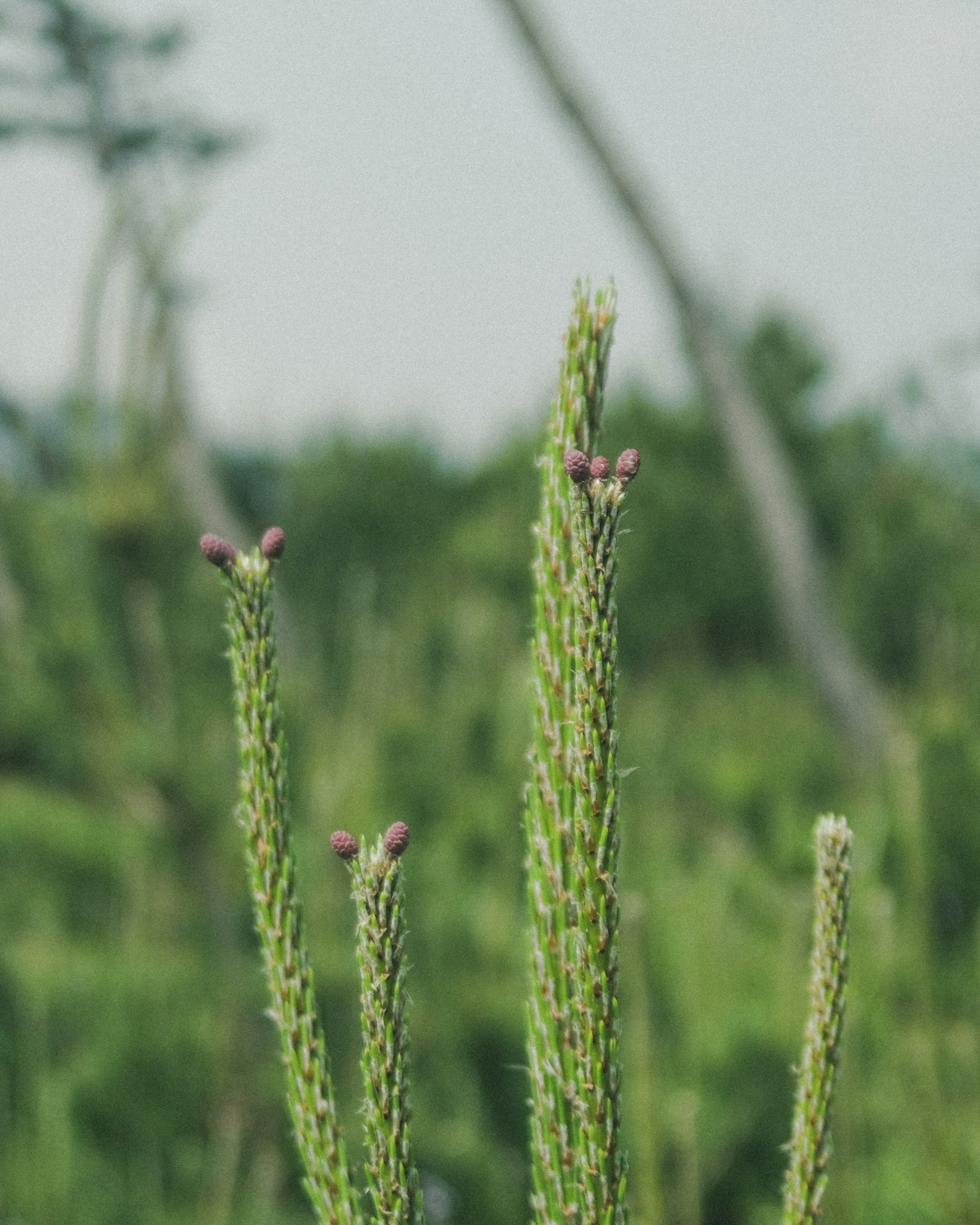 Plantas verdes que se elevan con pequeños brotes en las puntas en un entorno natural