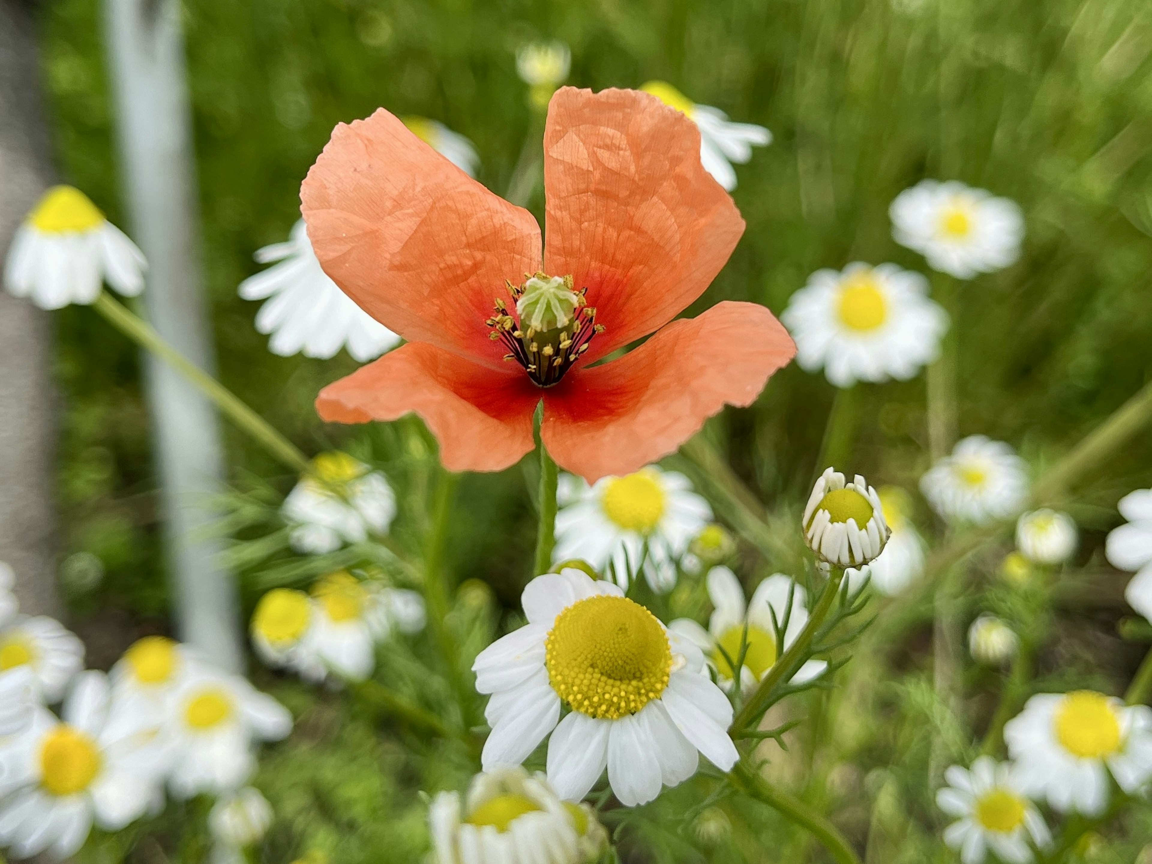 Leuchtend orange Mohnblume zwischen weißen Gänseblümchen in einem grünen Feld