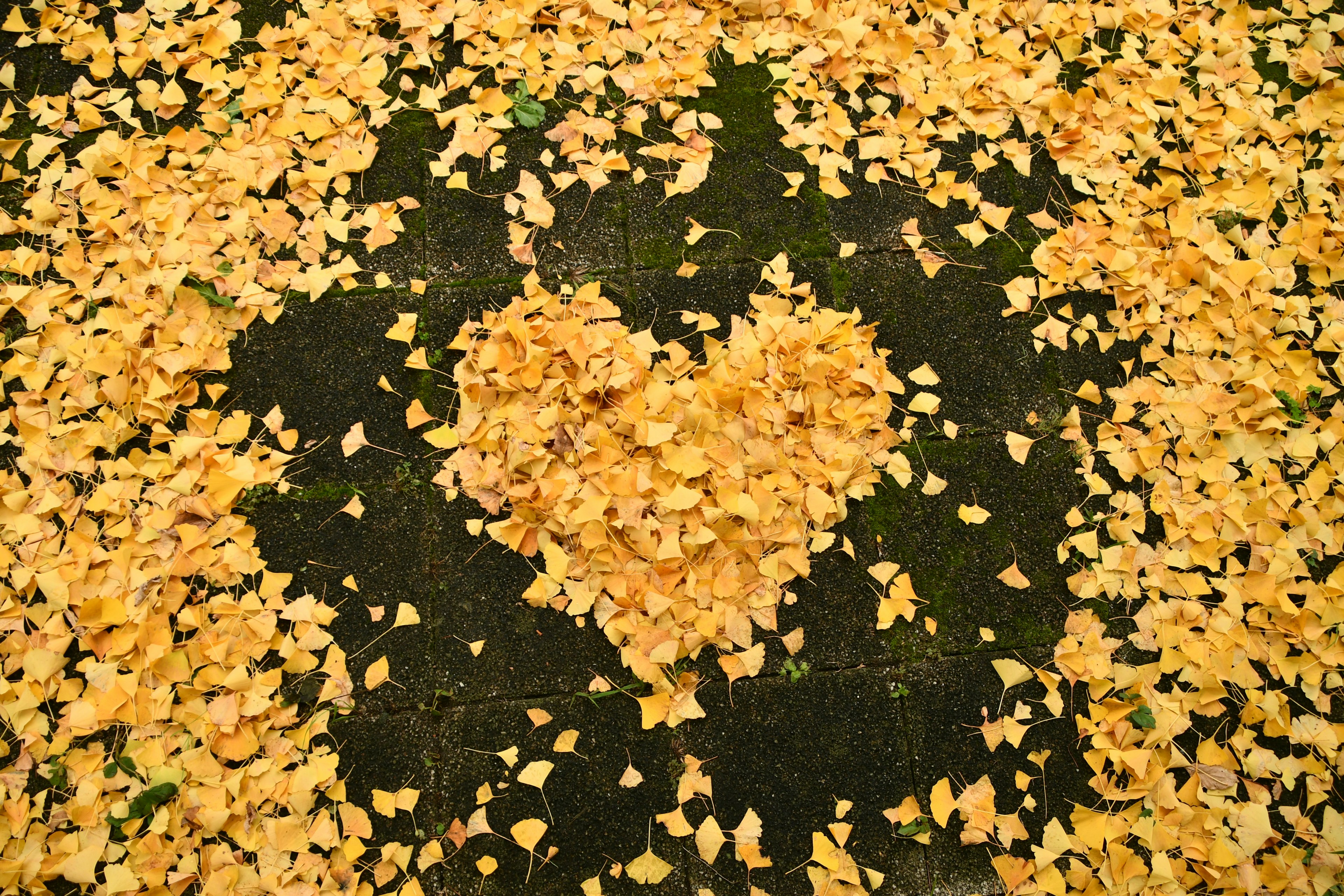 Forma di cuore fatta di foglie gialle sul terreno