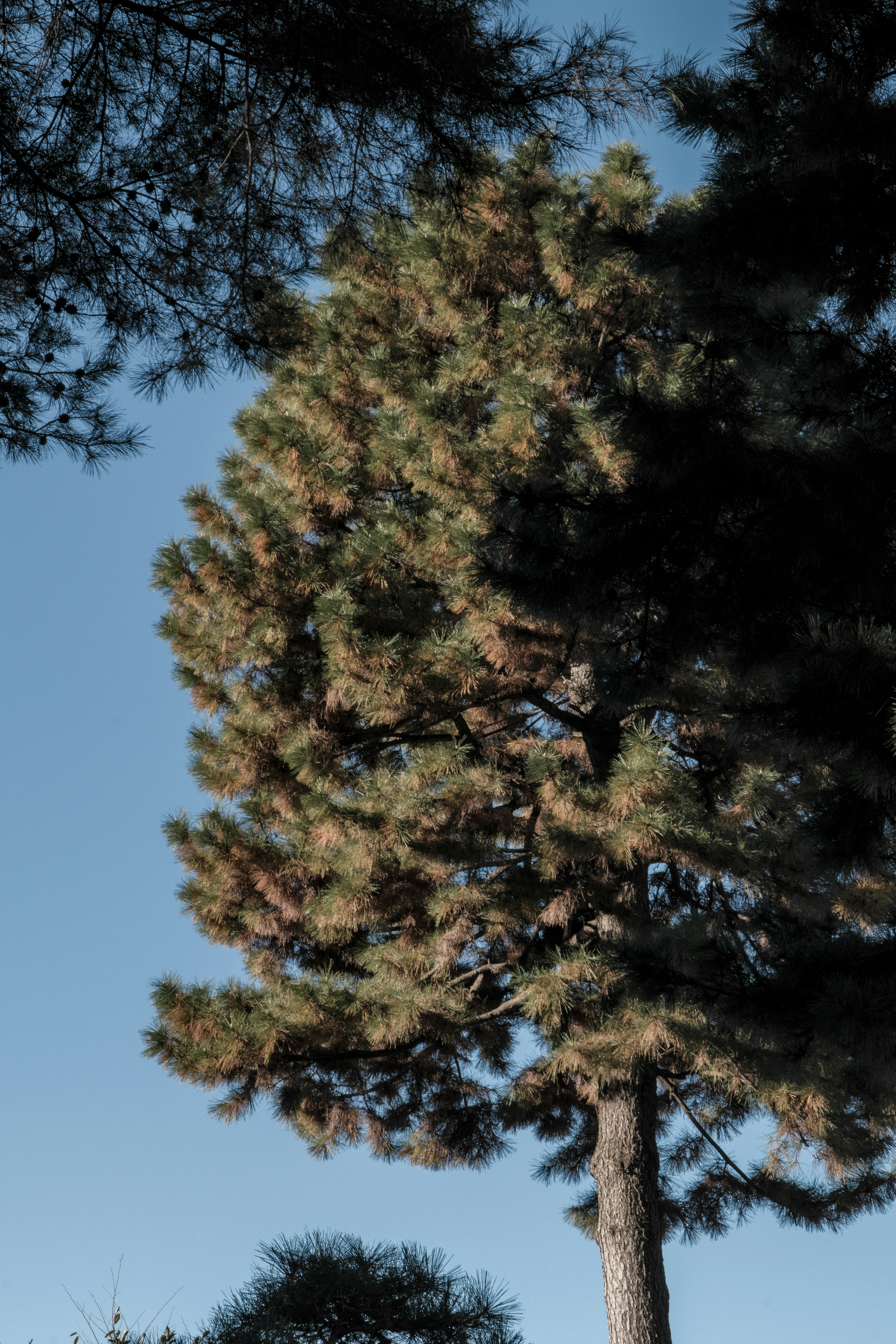 Acercamiento de un alto pino bajo un cielo azul claro