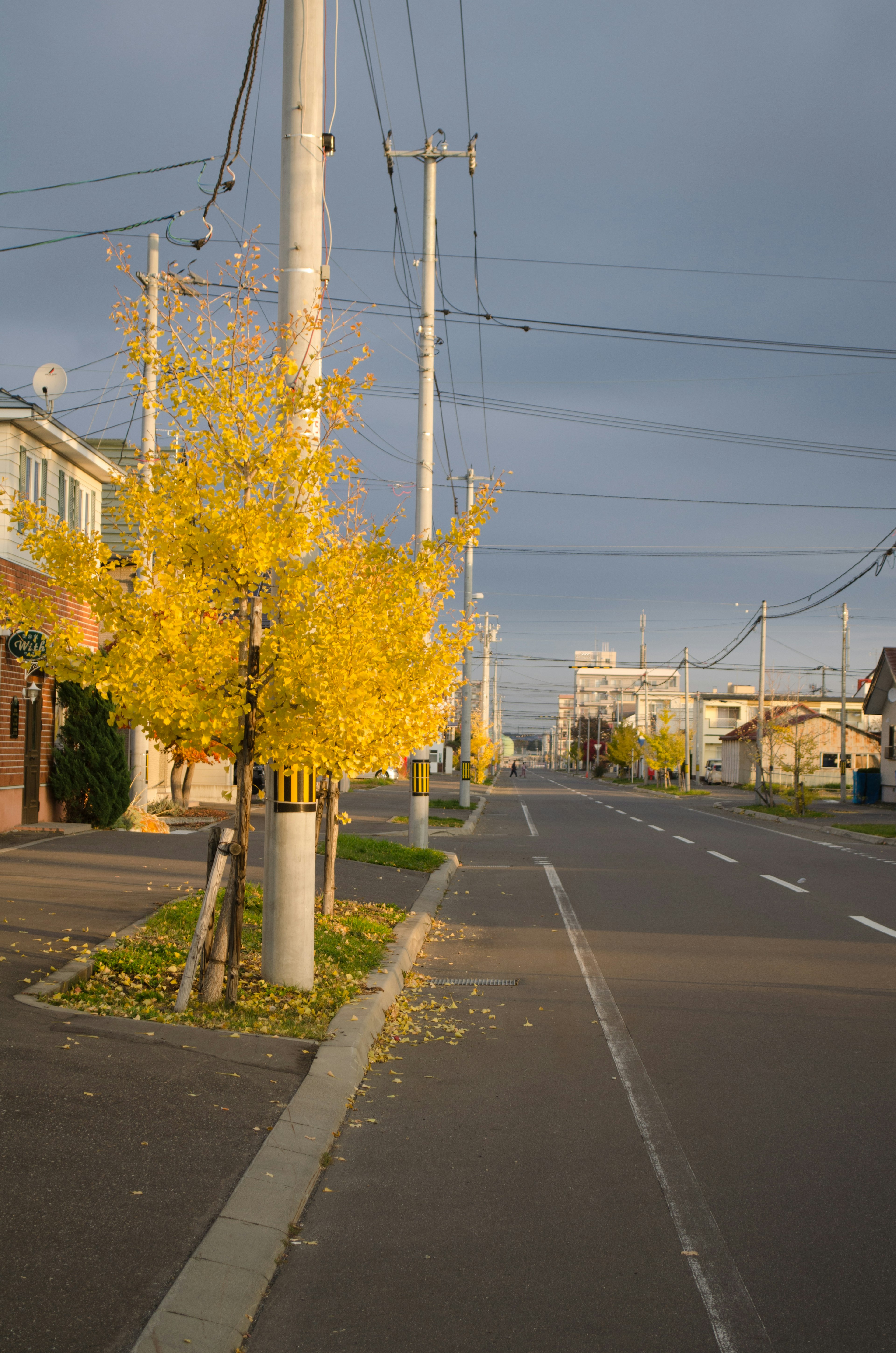 Albero di ginkgo giallo su una strada tranquilla sotto un cielo nuvoloso