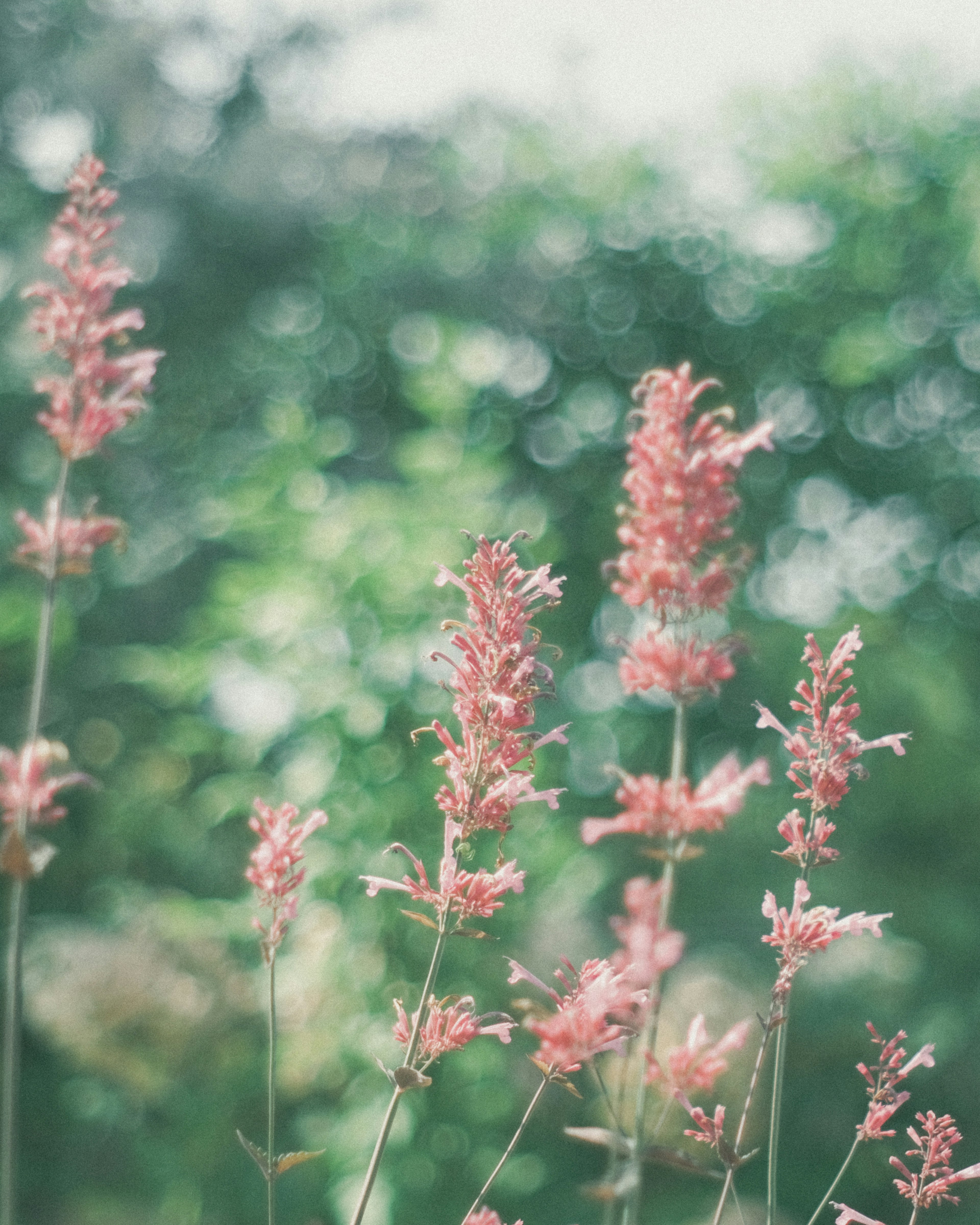 淡いピンクの花が青々とした背景に映える風景