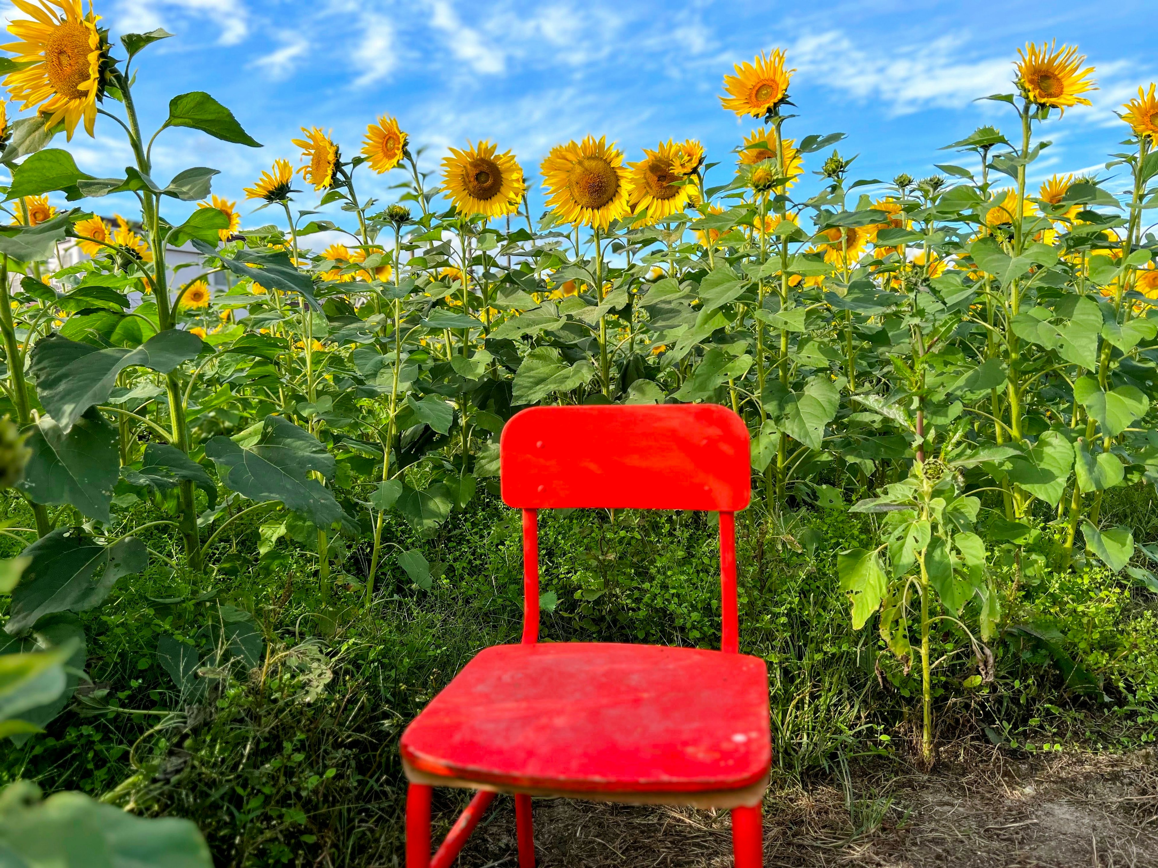 Una silla roja colocada en un campo de girasoles