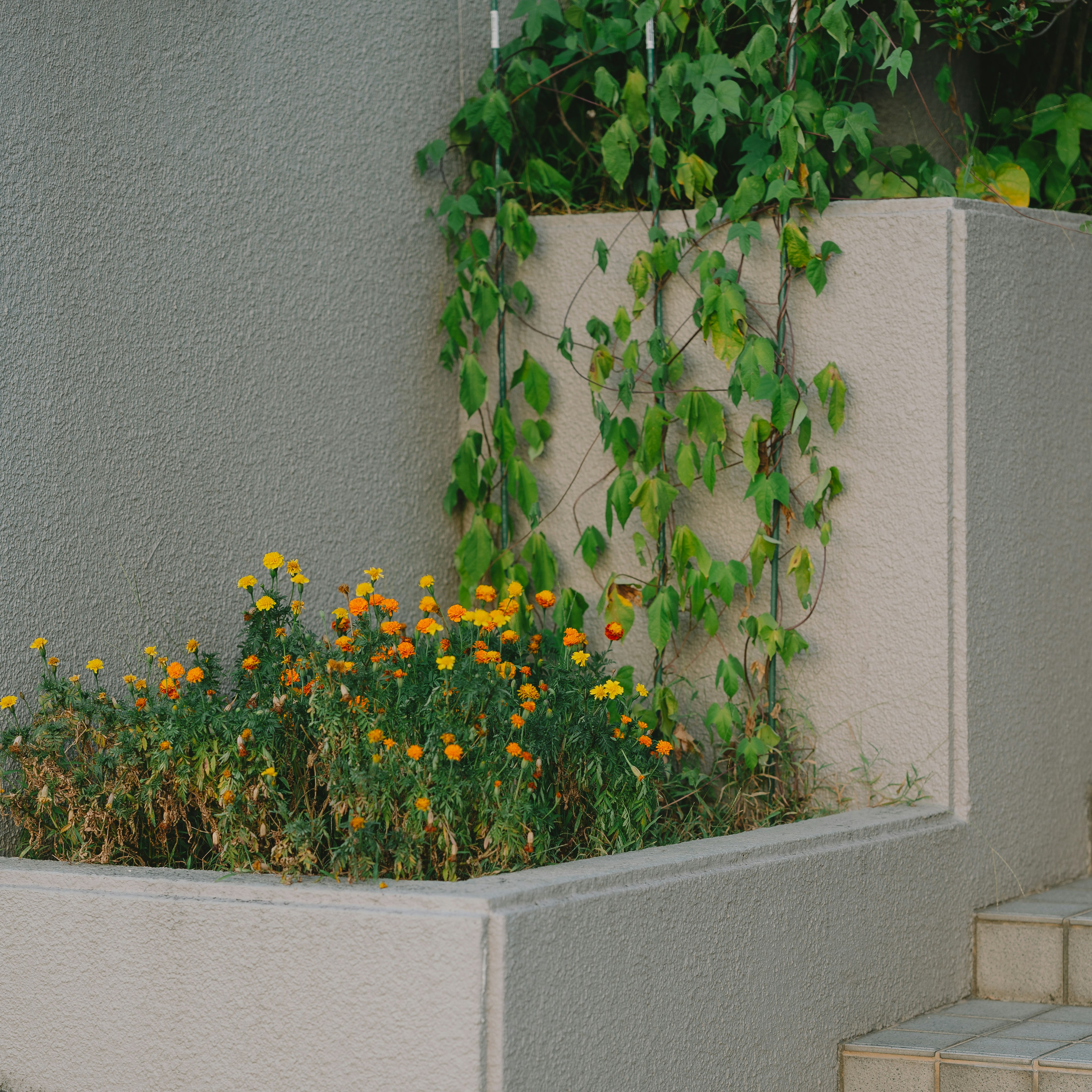 緑のつる植物とオレンジの花がある植え込みの風景