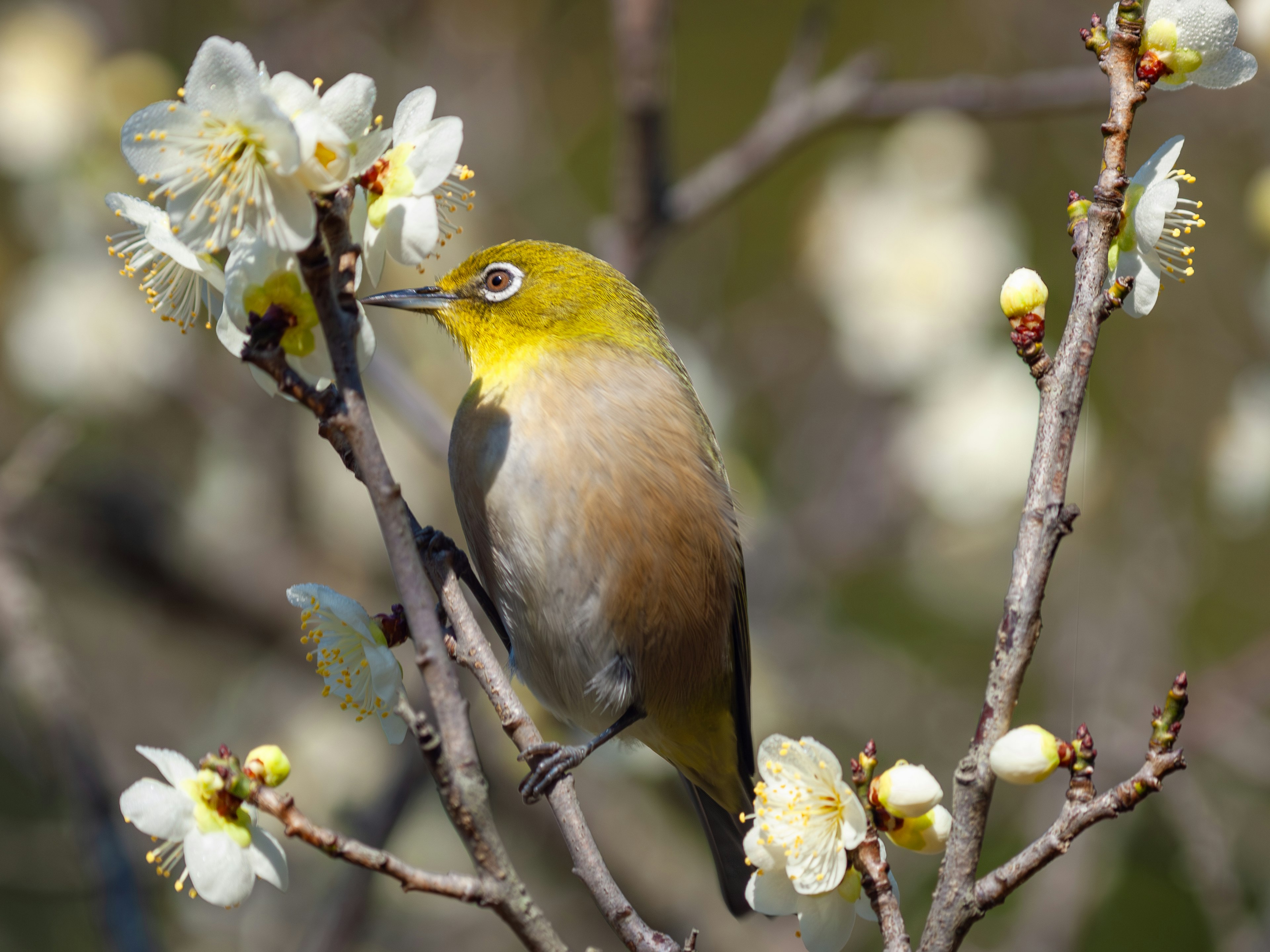 Un oiseau œil blanc japonais perché sur des branches fleuries