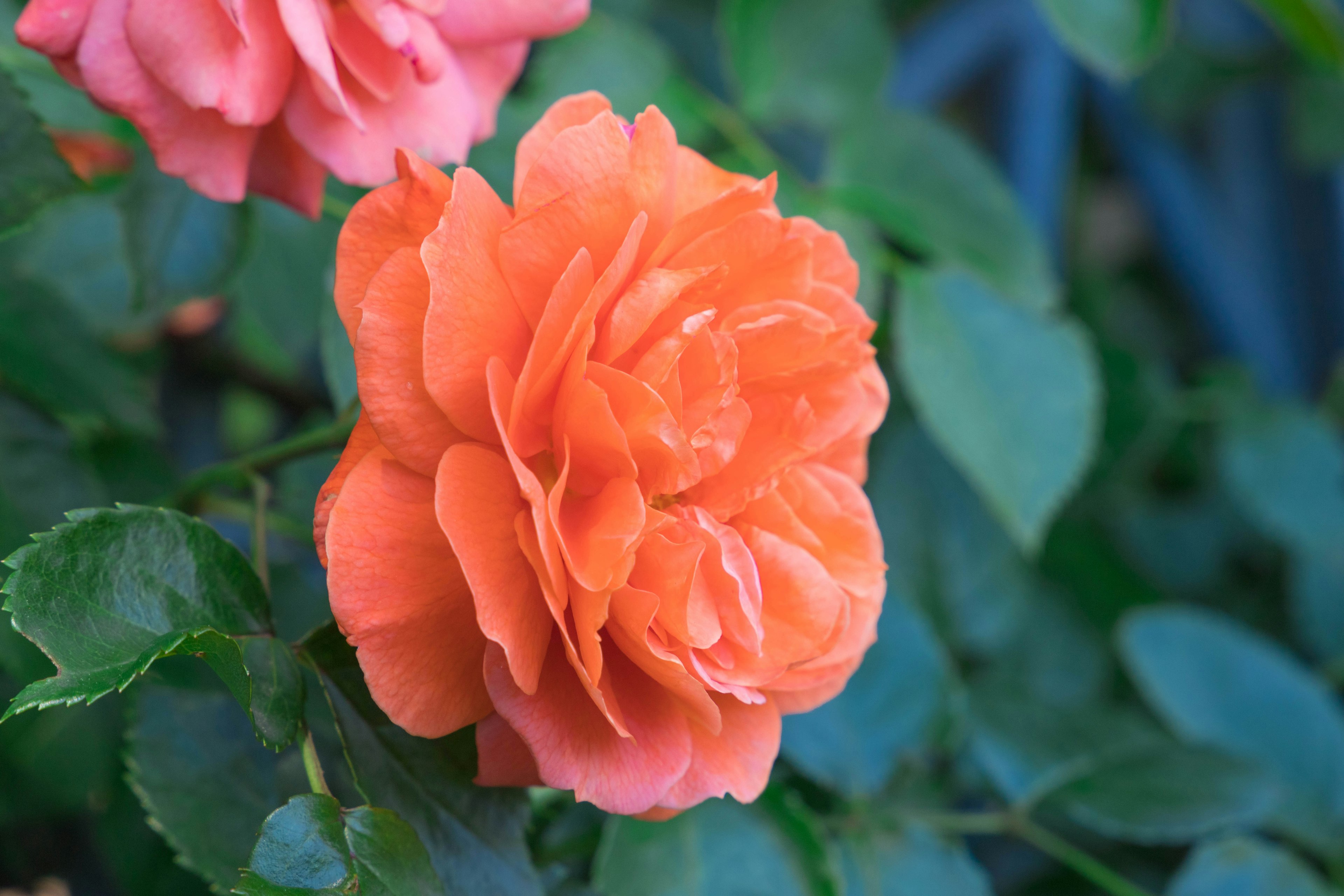 Eine lebhafte orangefarbene Rose blüht zwischen grünen Blättern