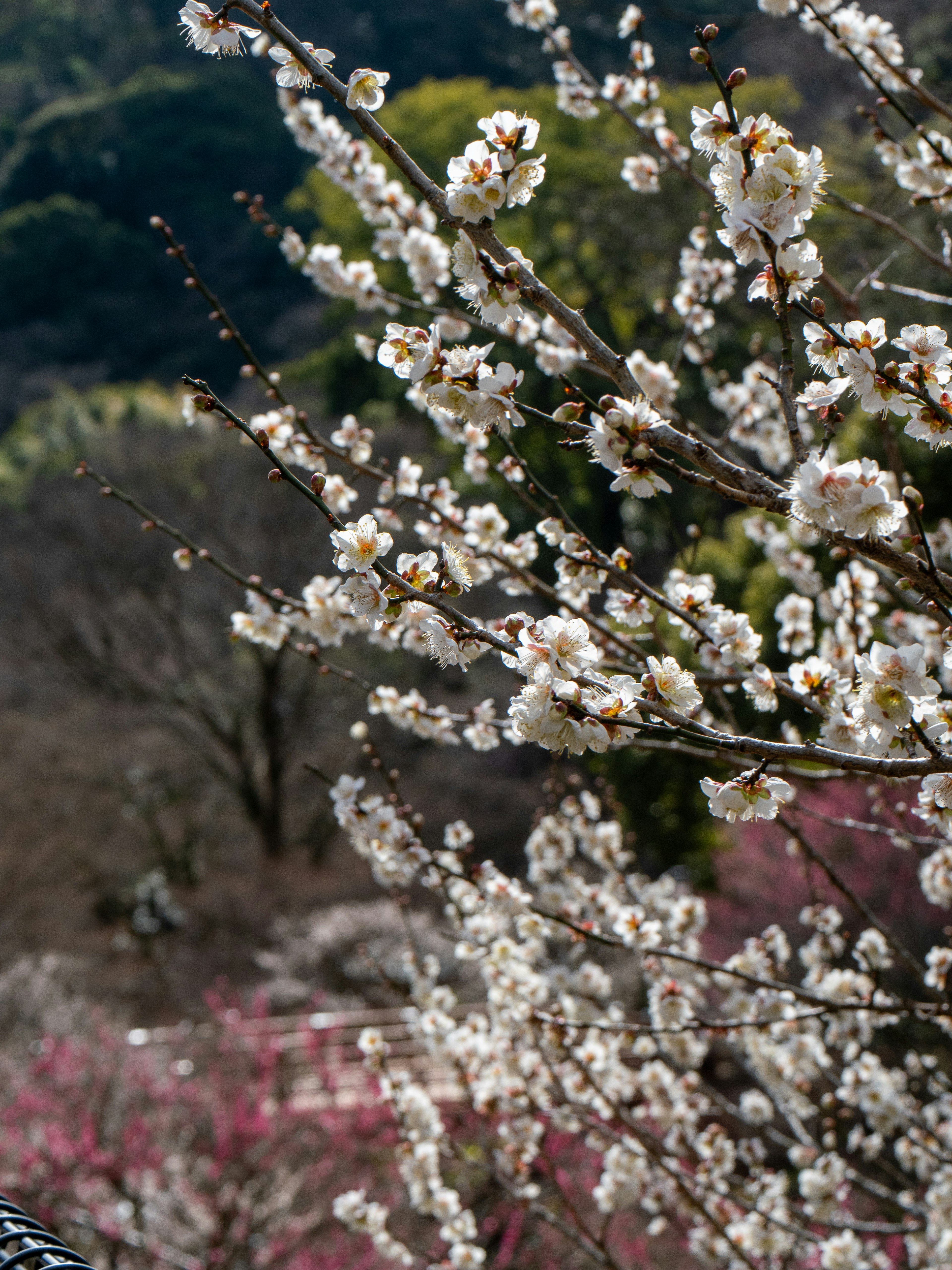 Prunier en fleurs blanches avec un paysage printanier en arrière-plan