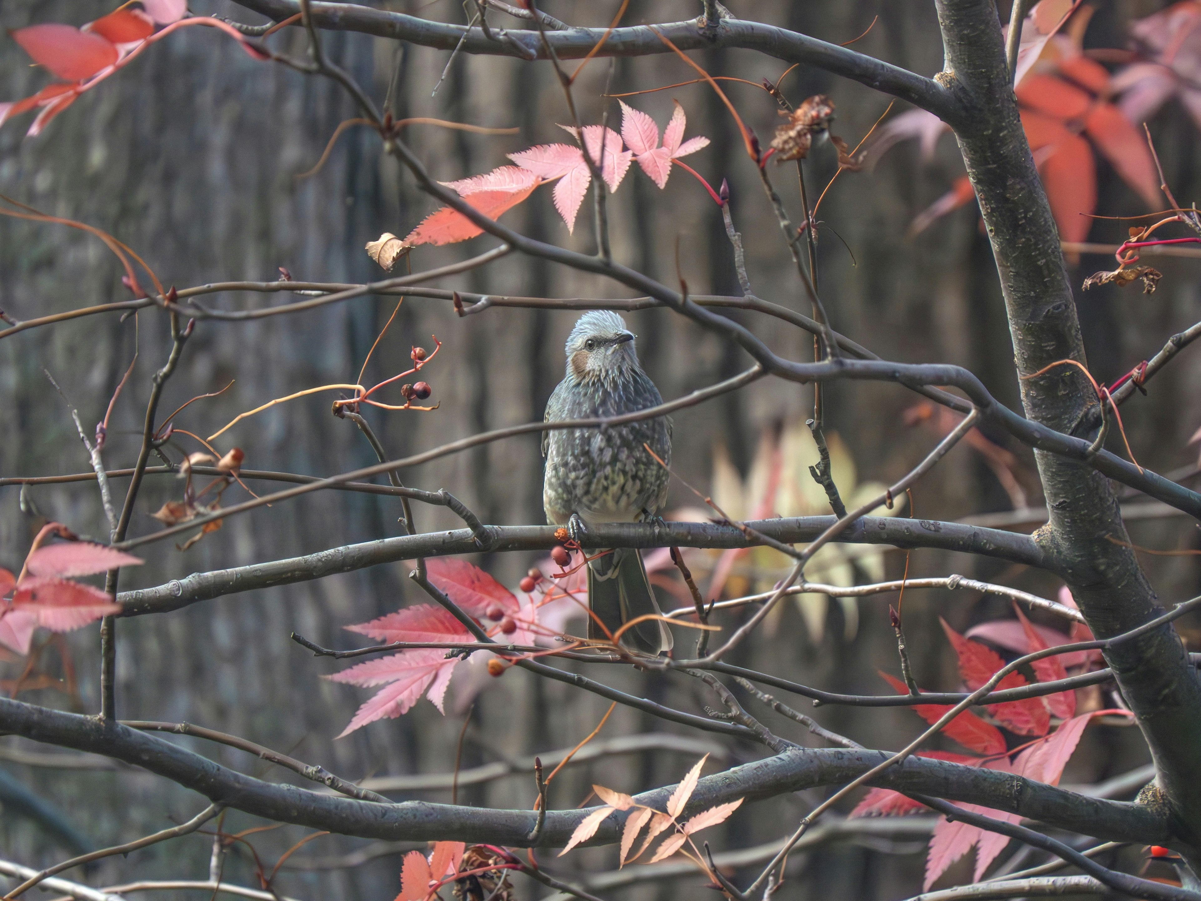 秋の紅葉の中にいる小鳥の姿