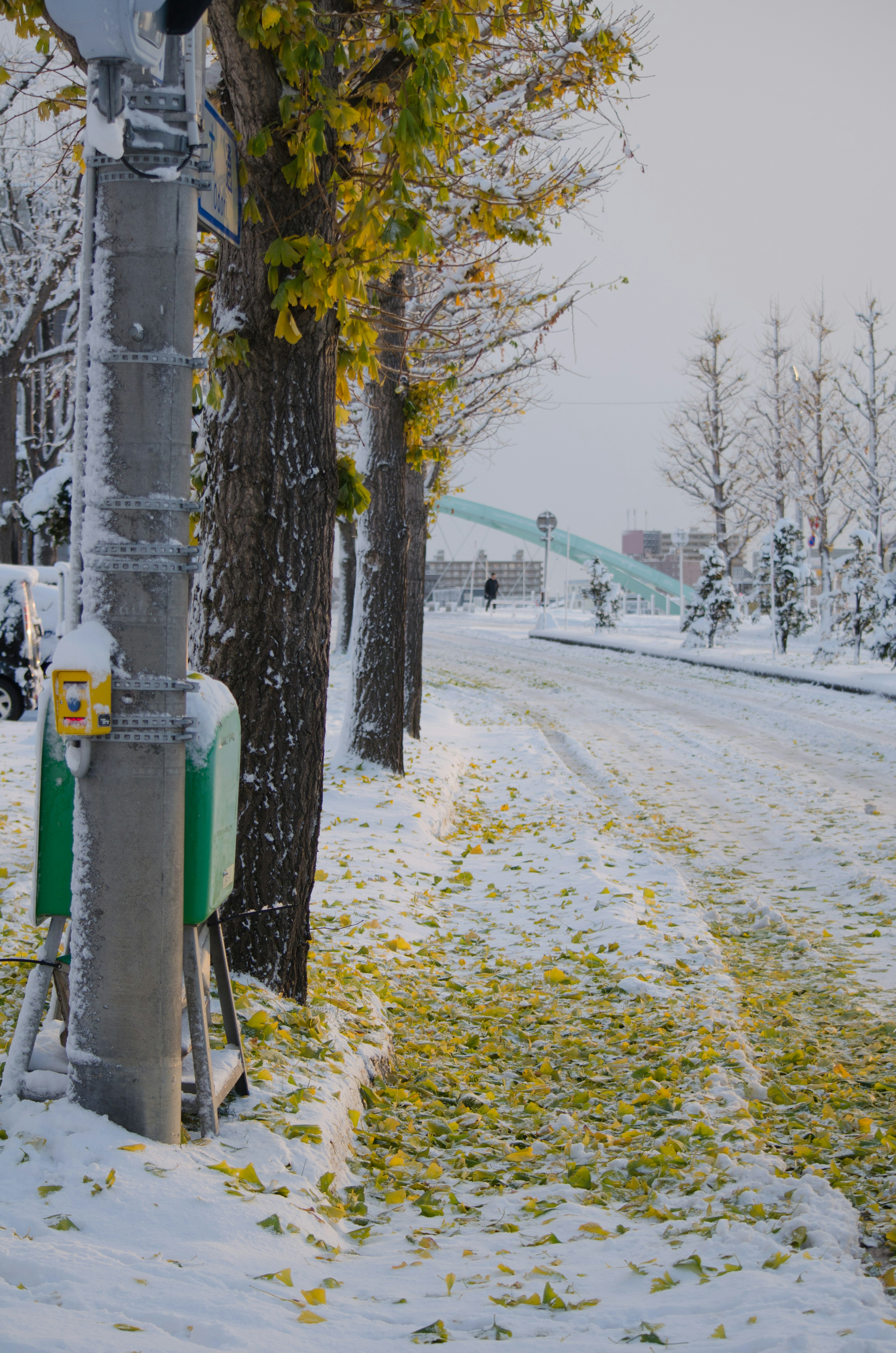 Chemin recouvert de neige avec des feuilles jaunes le long des arbres