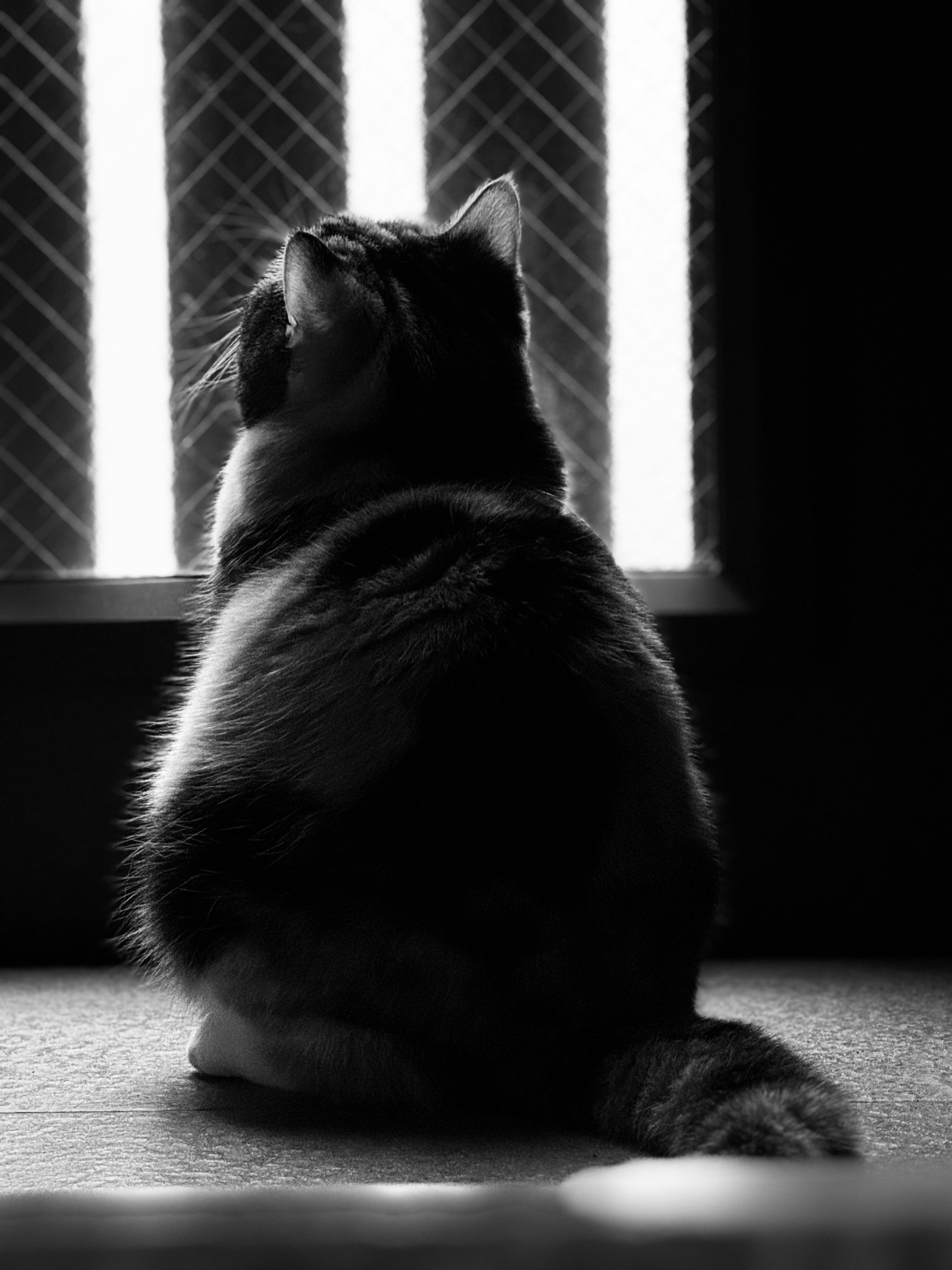 Un chat noir et blanc assis et regardant par la fenêtre