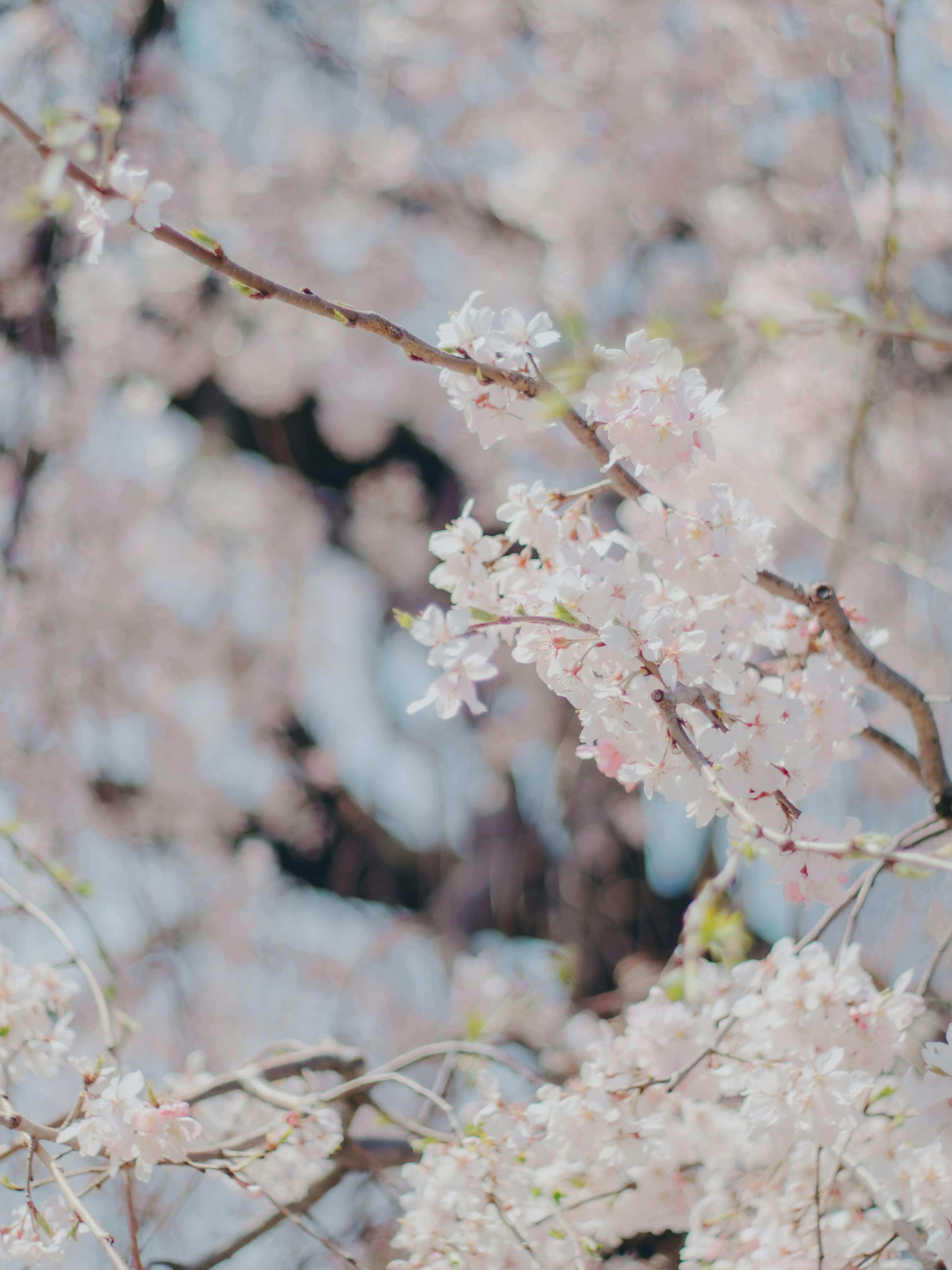 桜の花が咲いている枝のクローズアップ