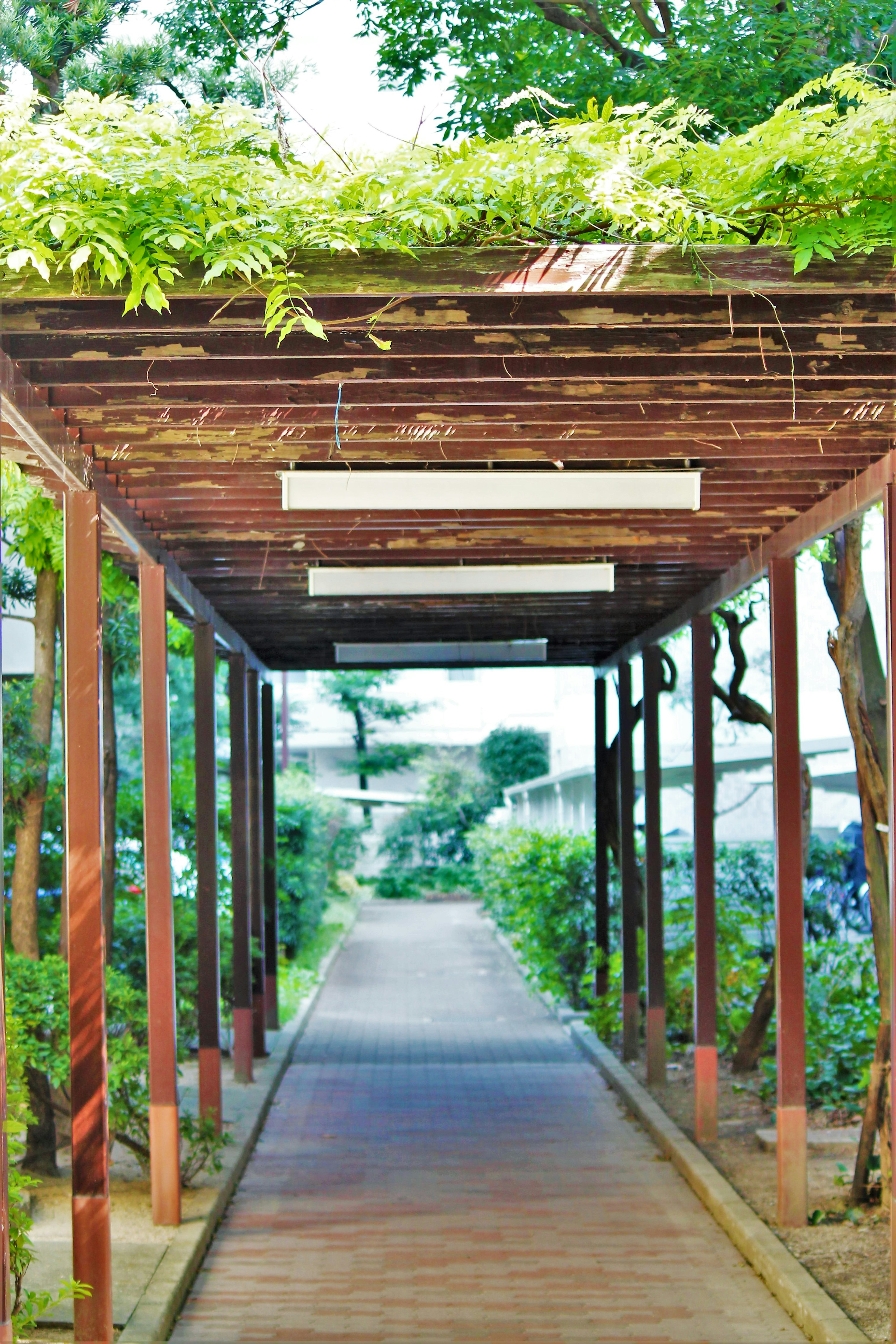 Wooden walkway tunnel with green foliage on top