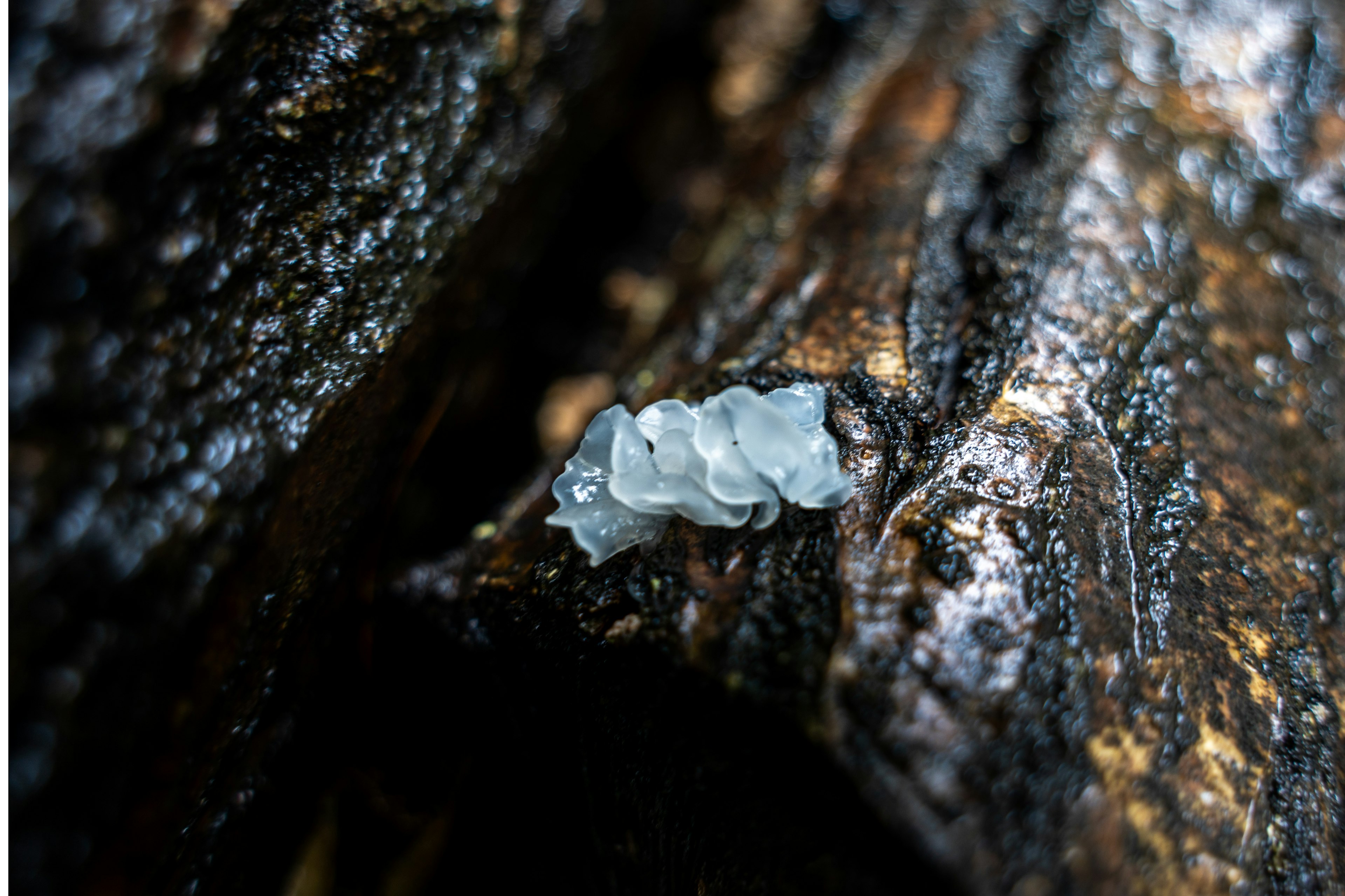 Close-up of a white larva on a tree trunk