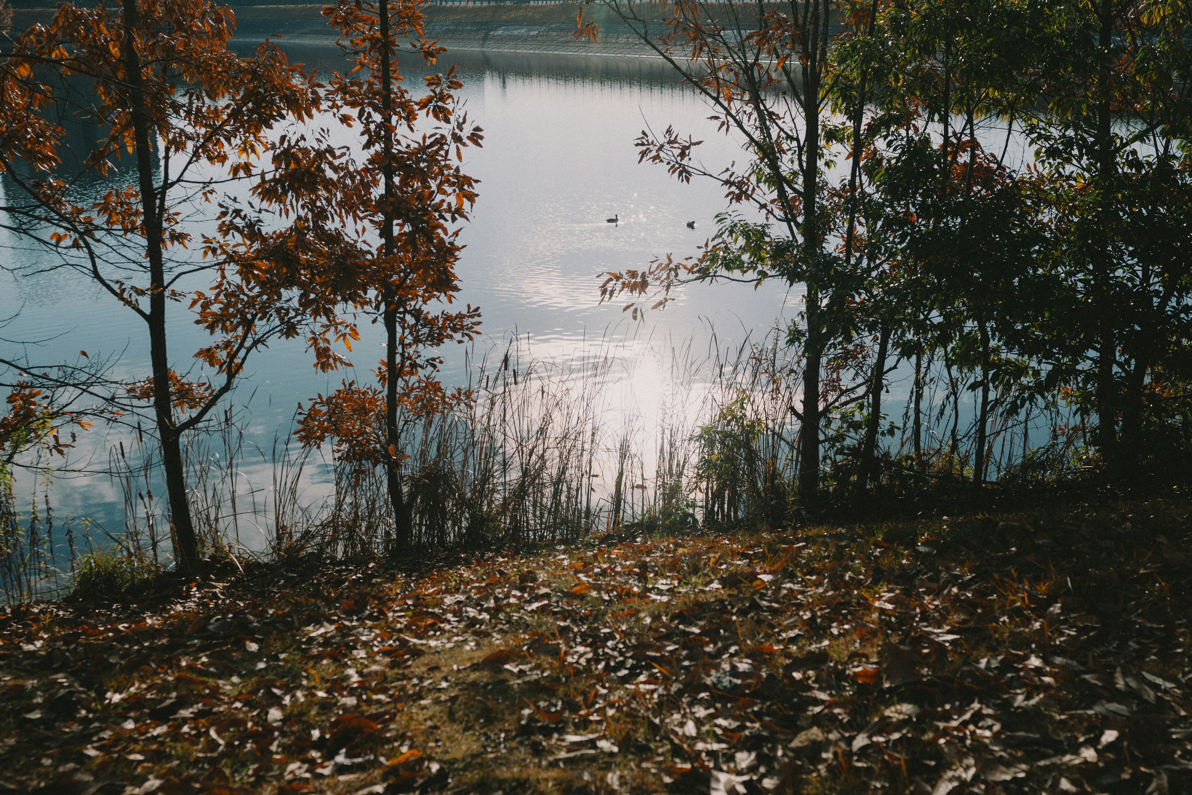 Autumn leaves scattered along a tranquil lakeshore