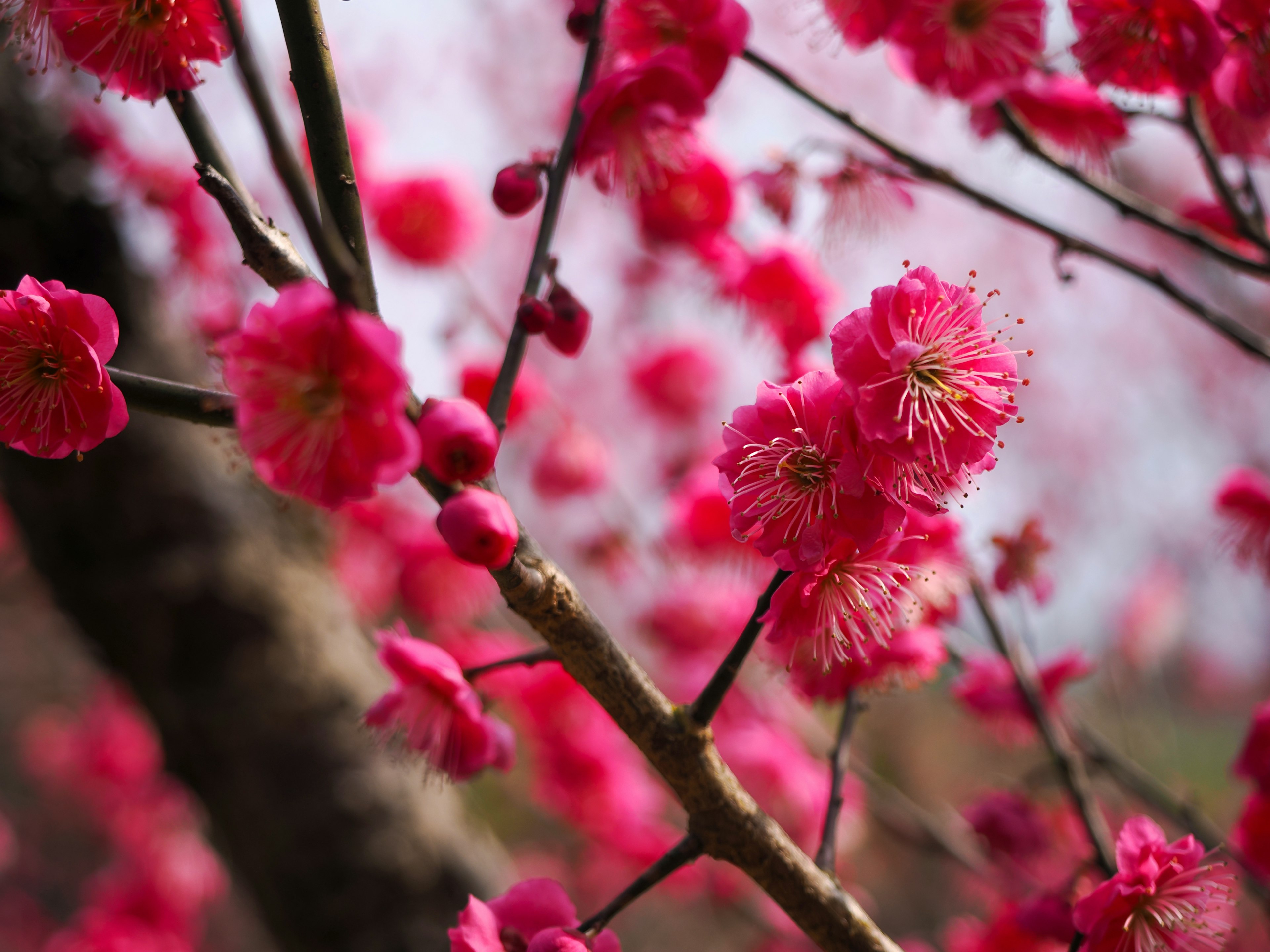 Primo piano di un ramo di pruno con fiori rosa in fiore