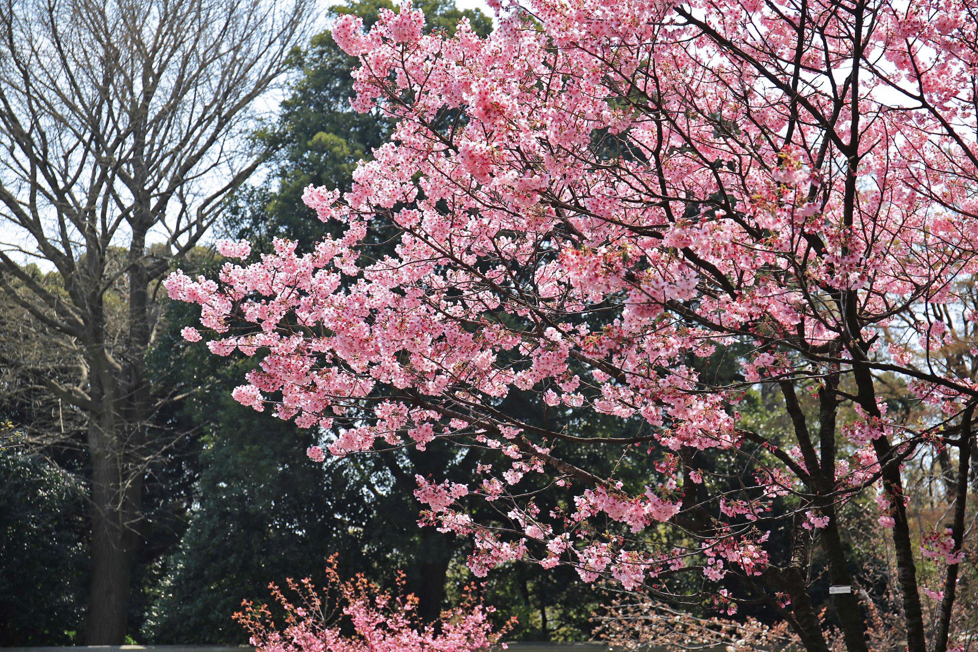 Kirschbaum in voller Blüte mit grünem Hintergrund