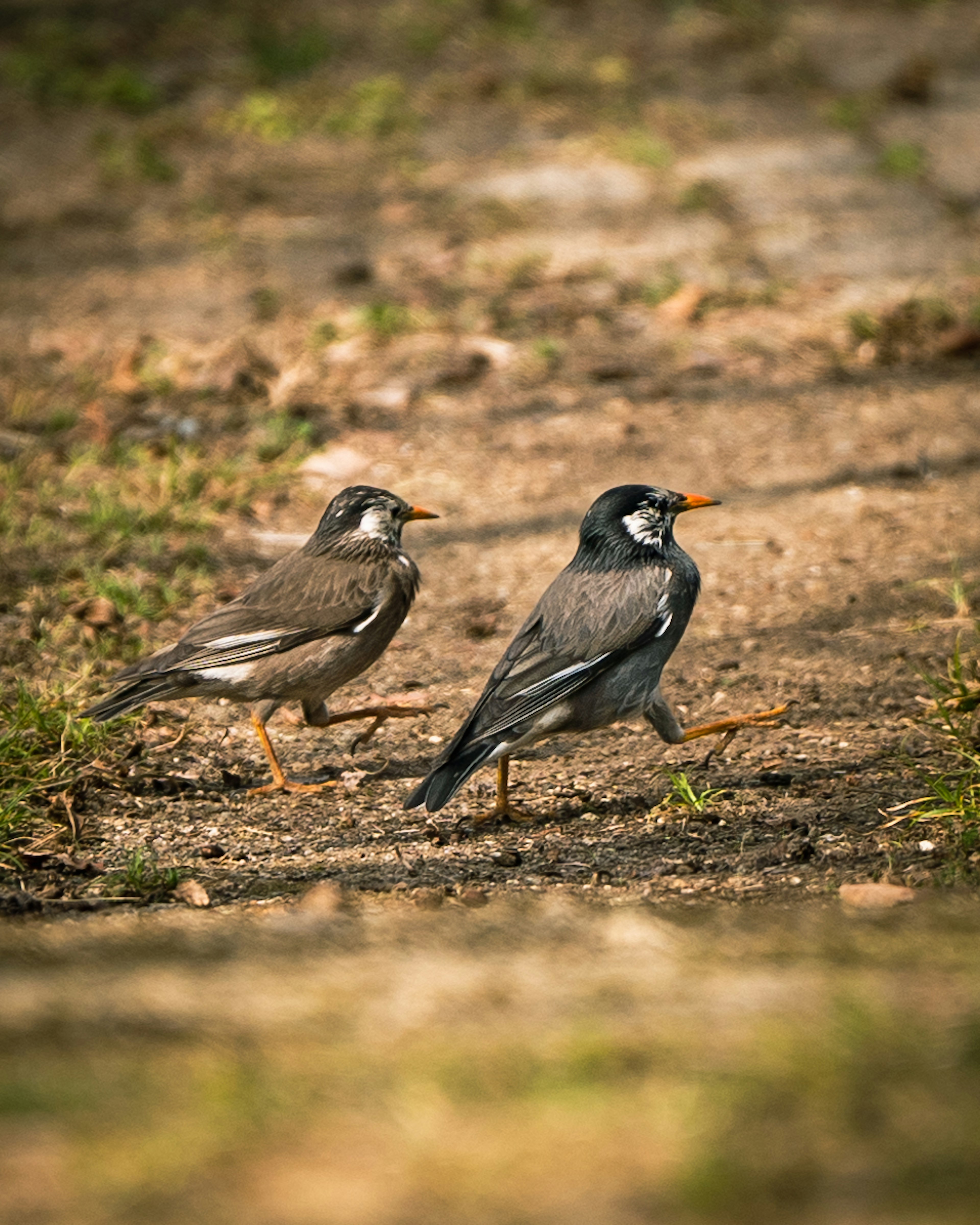 Deux oiseaux marchant sur le sol