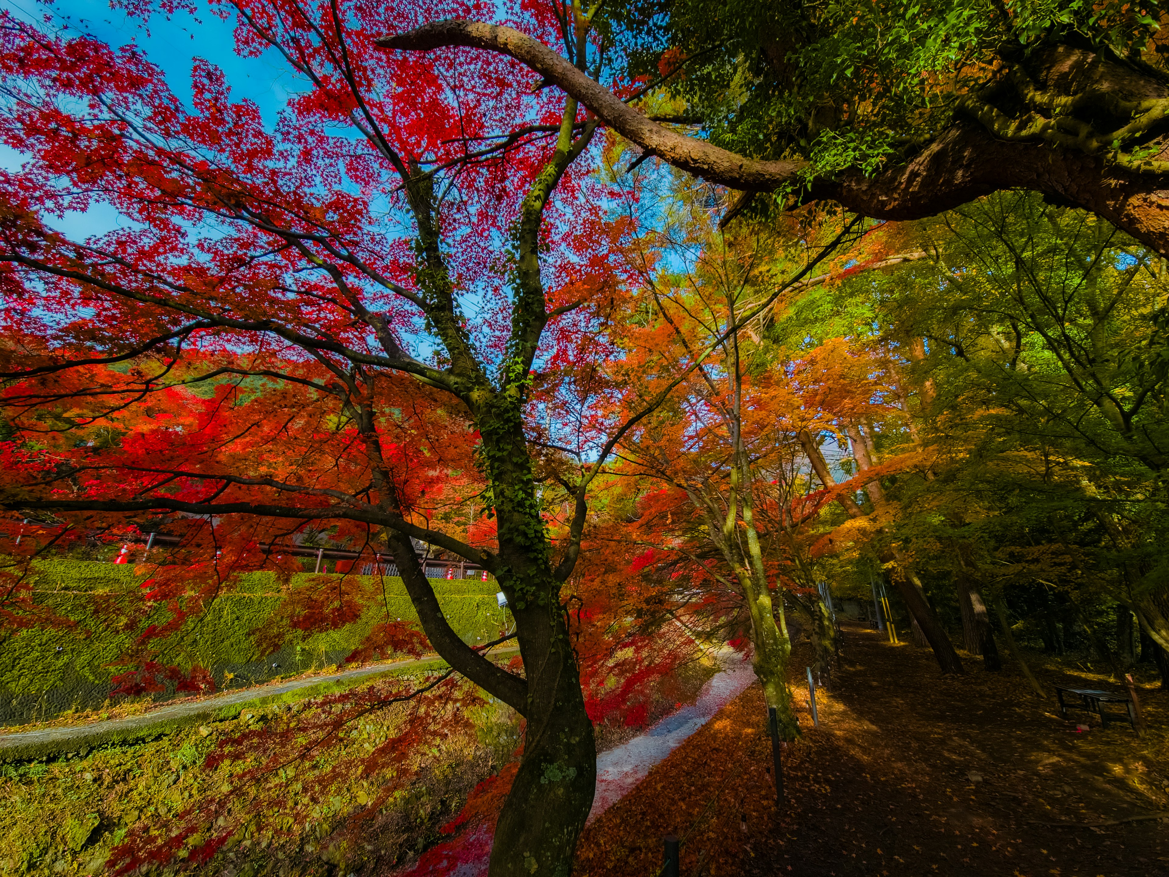 色とりどりの紅葉が広がる公園の風景