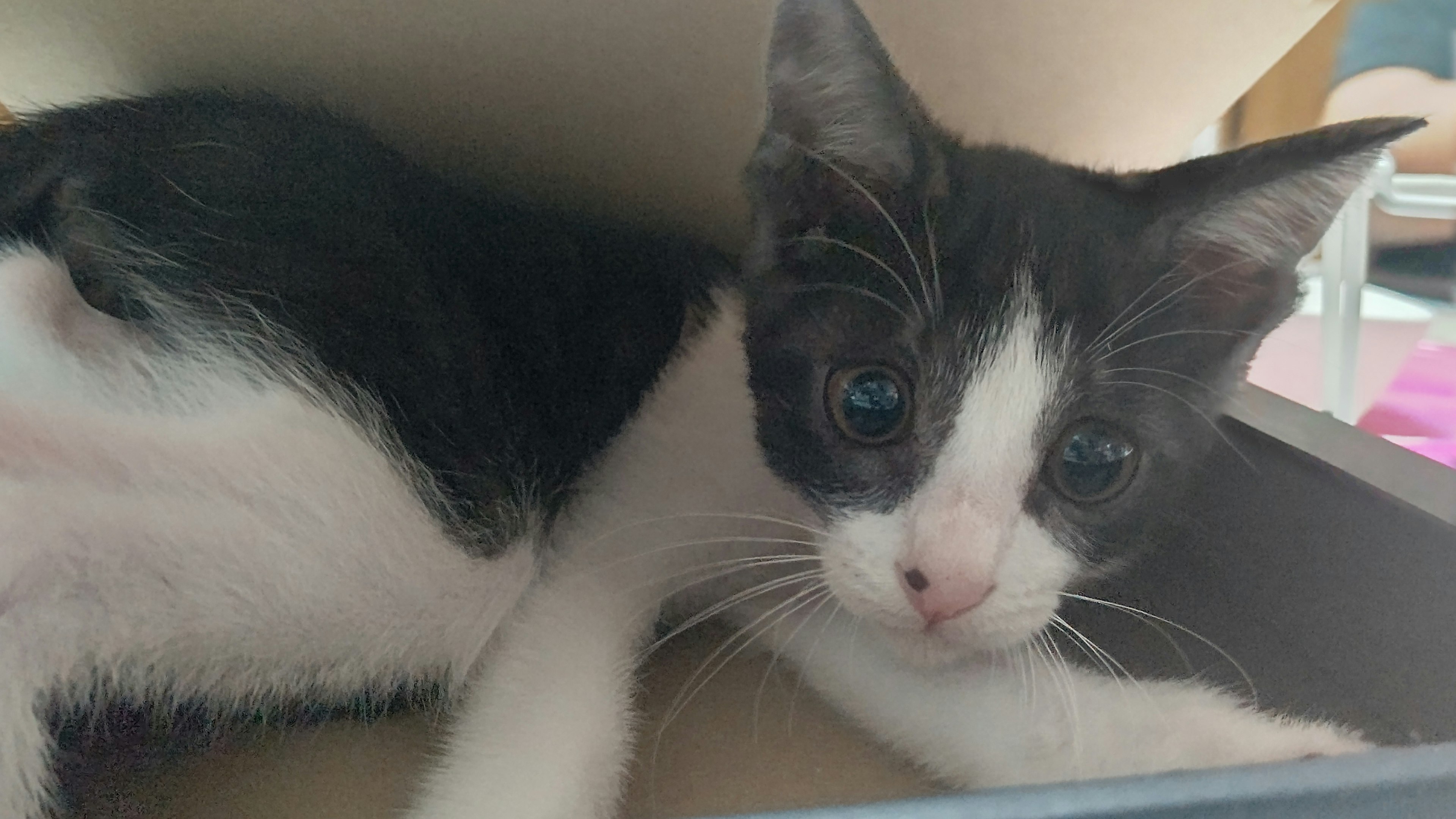 Black and white kitten lounging inside a box