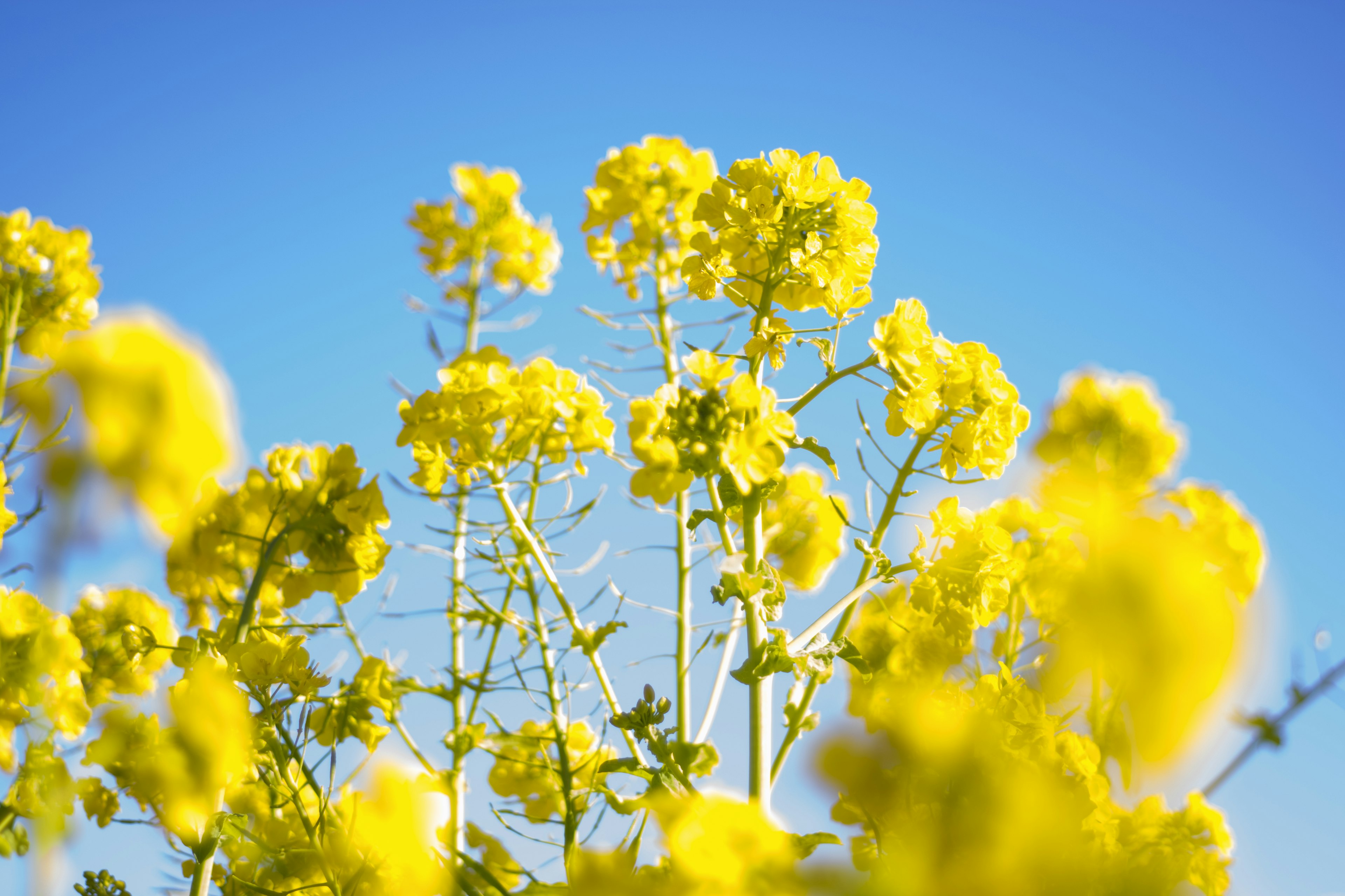 Primer plano de flores amarillas vibrantes contra un cielo azul