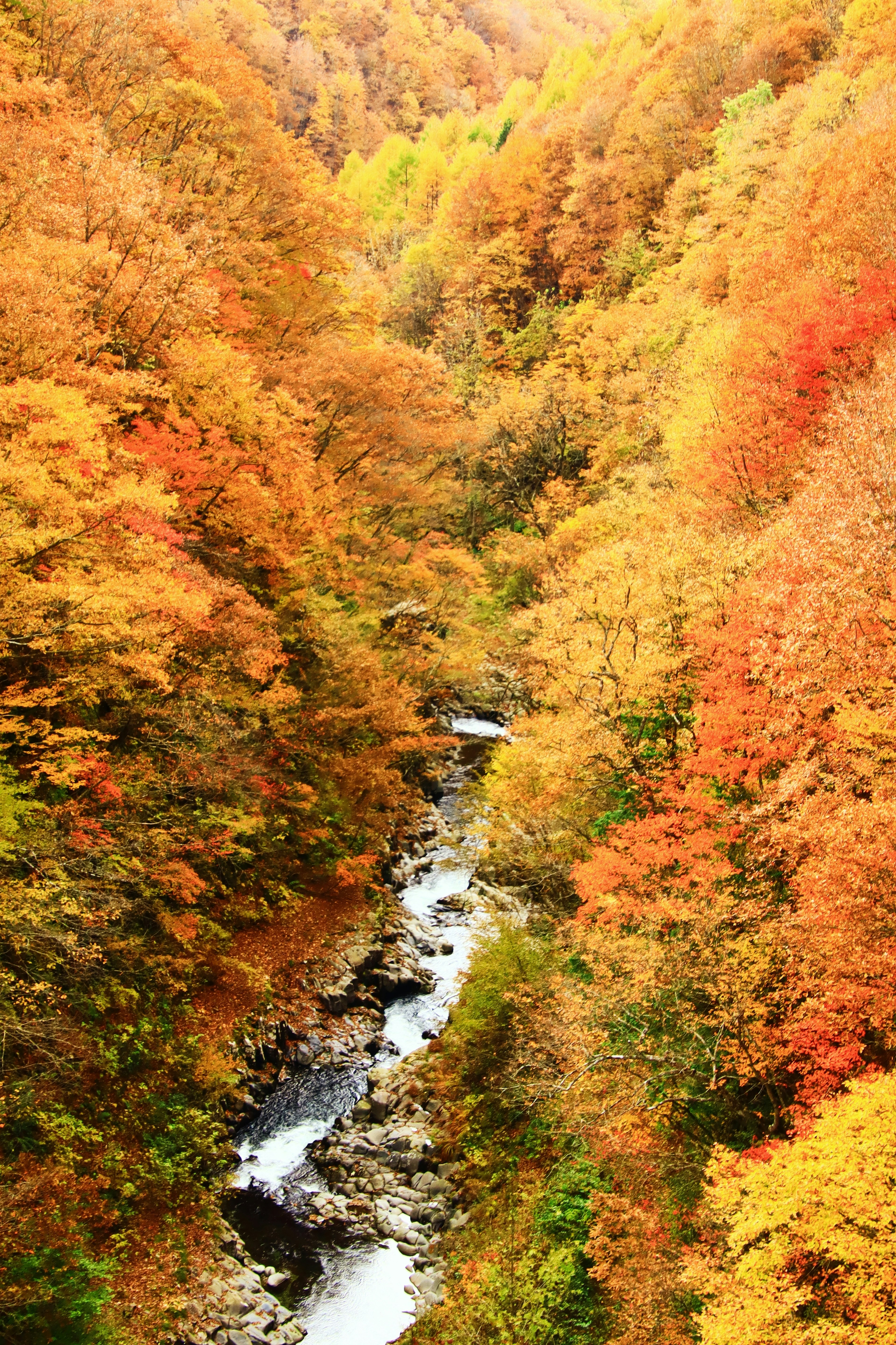 Ein Fluss, der durch ein Tal mit herbstlichem Laub windet