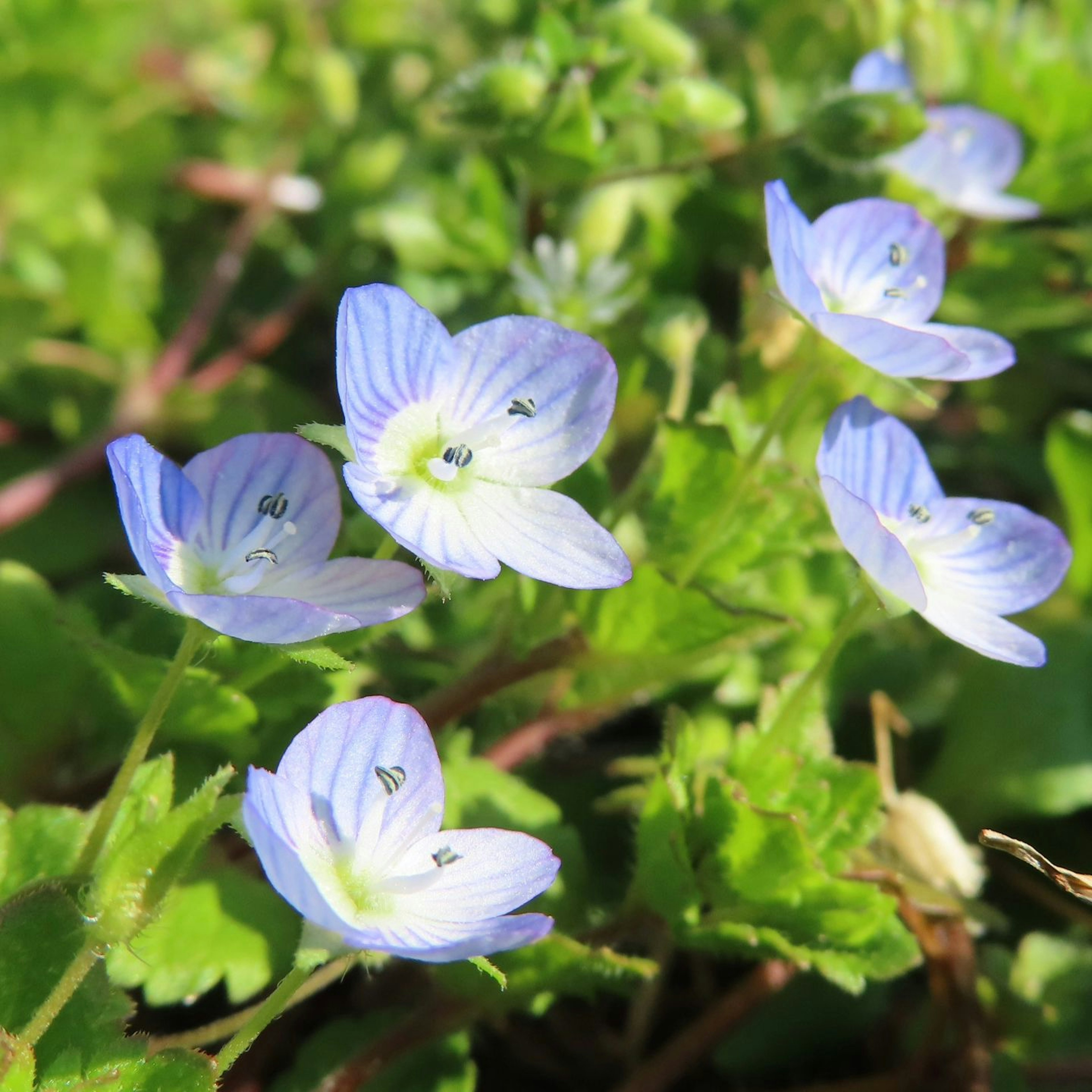 Kleine blau-lila Blumen, die zwischen grünen Blättern blühen