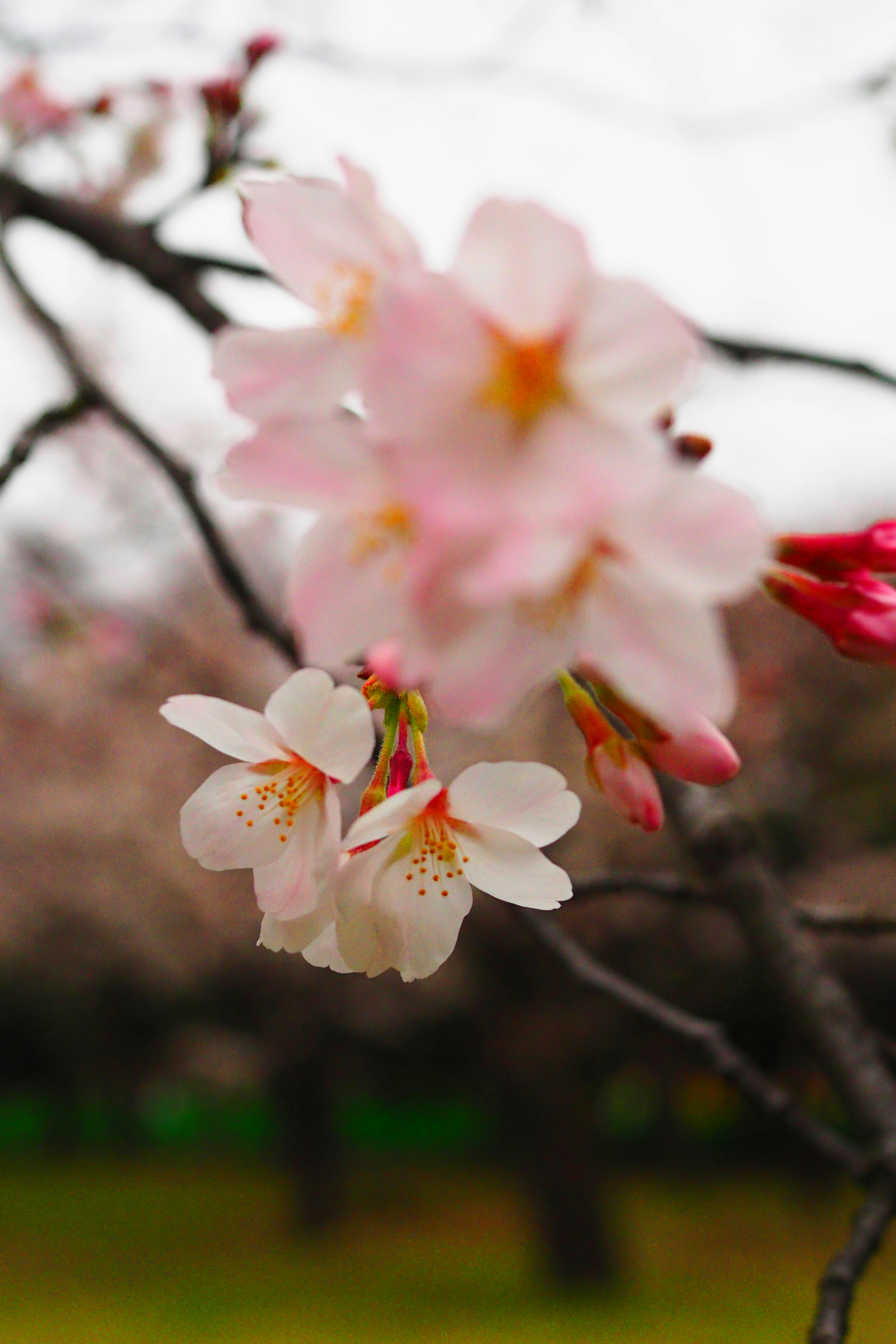 Close-up of cherry blossom flowers on a branch