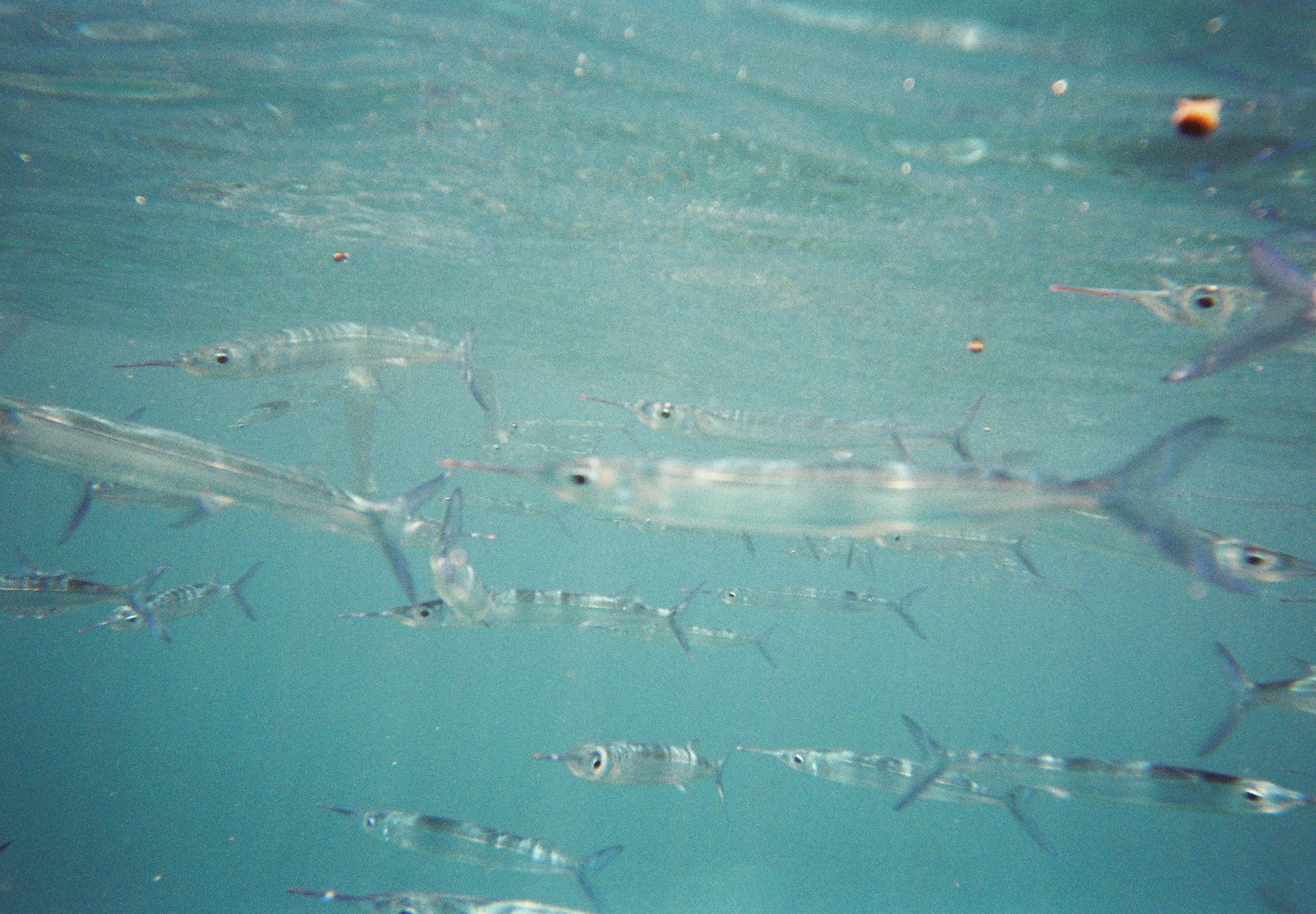 Banco de peces transparentes nadando bajo el agua