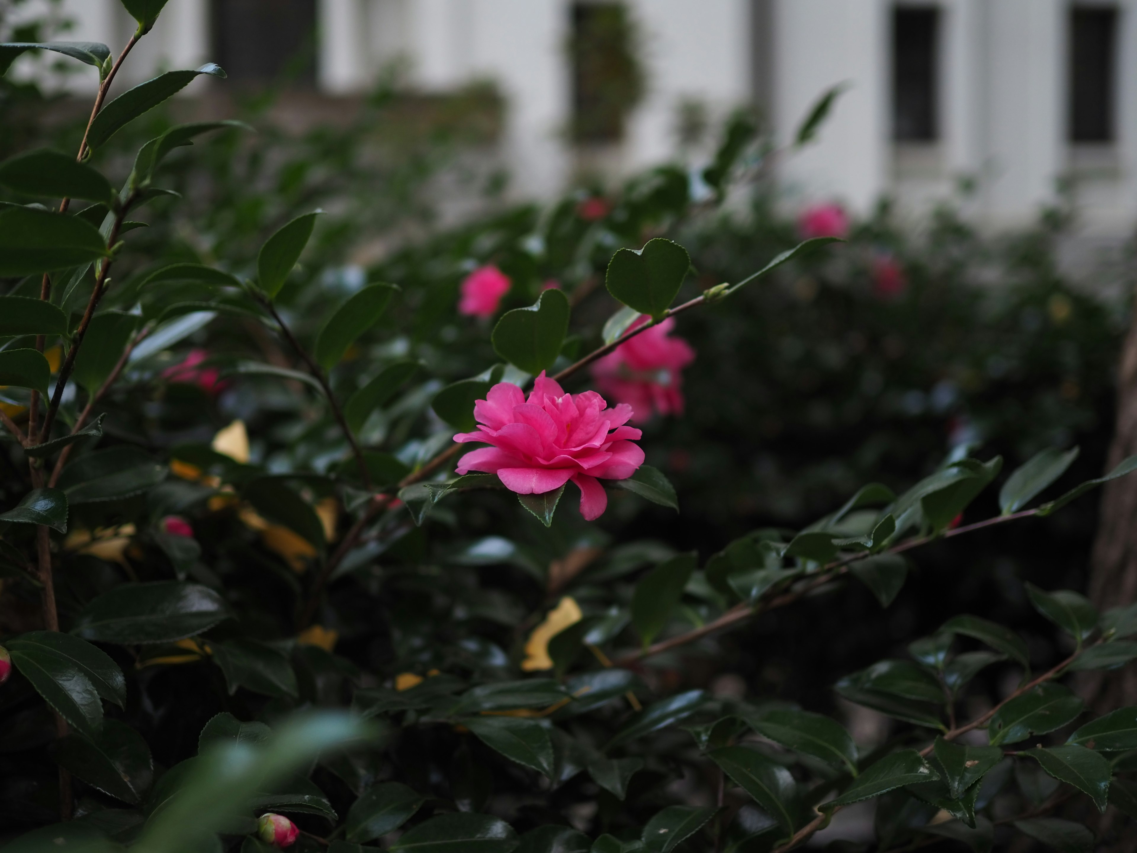 鮮やかなピンクの花が緑の葉に囲まれている