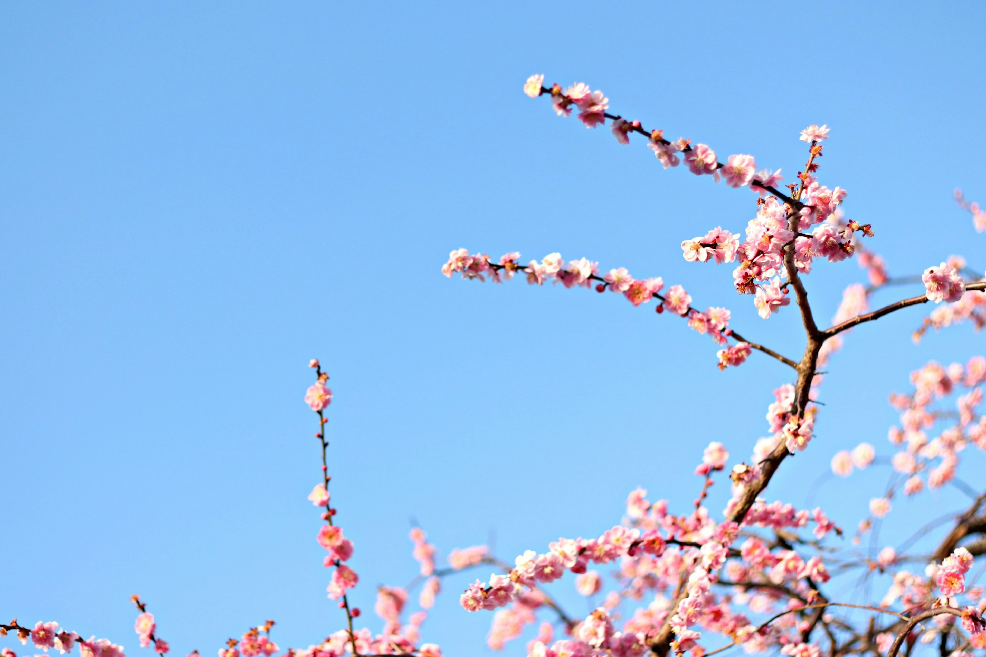 Rami di ciliegi in fiore contro un cielo blu