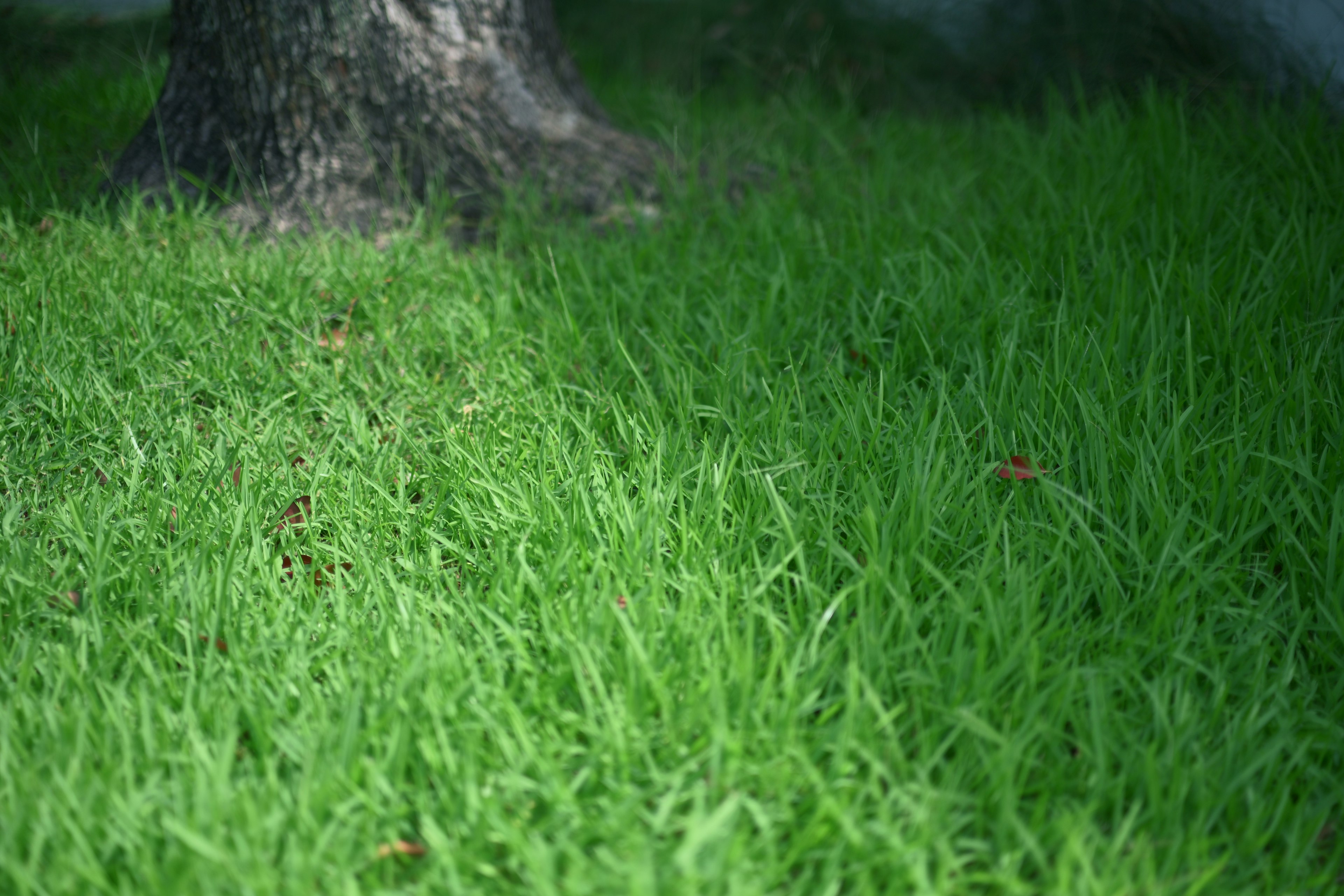 Lush green grass at the base of a tree