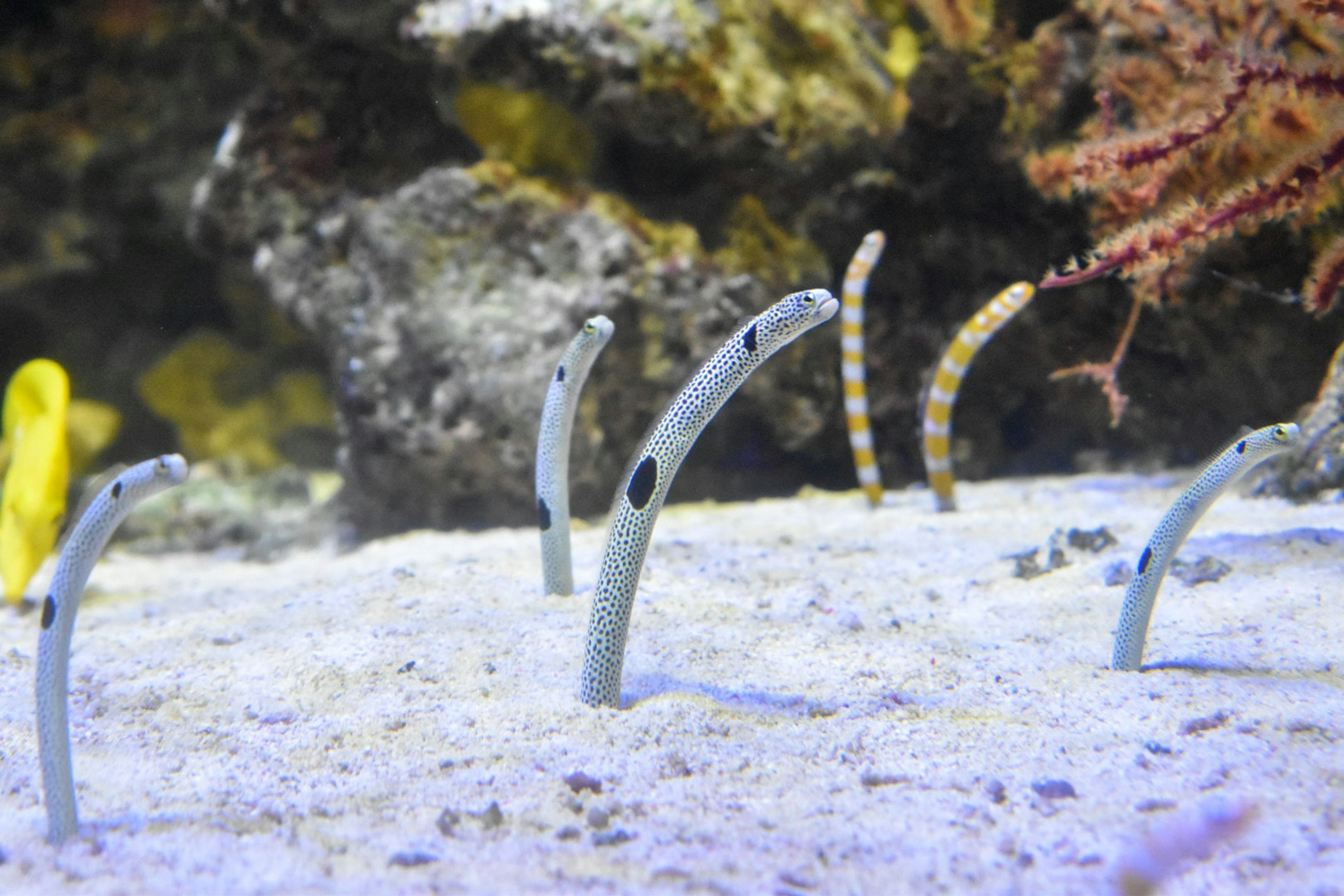 An underwater scene showcasing several moray eels peeking out from the sand