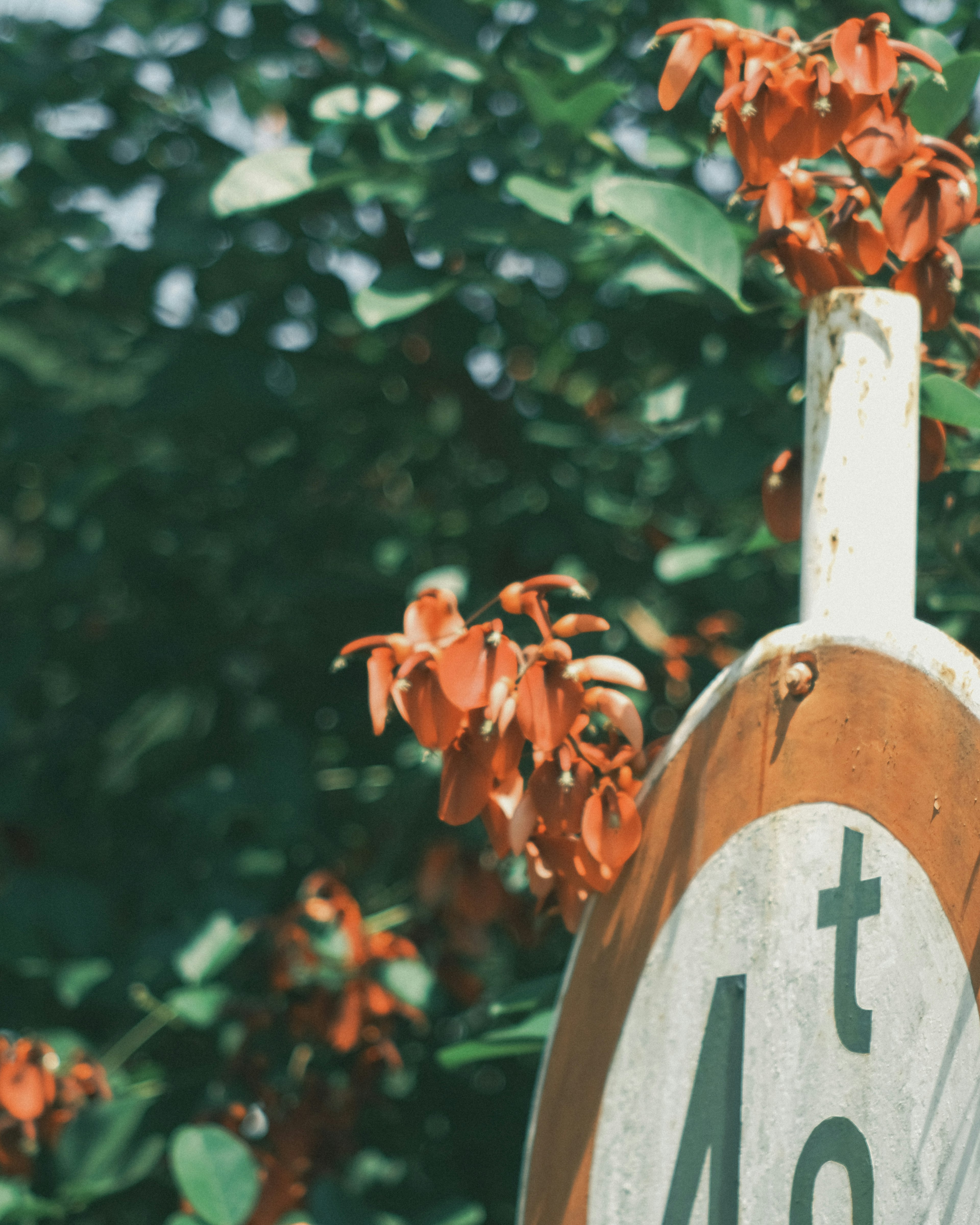 Close-up of a sign with green leaves and orange flowers