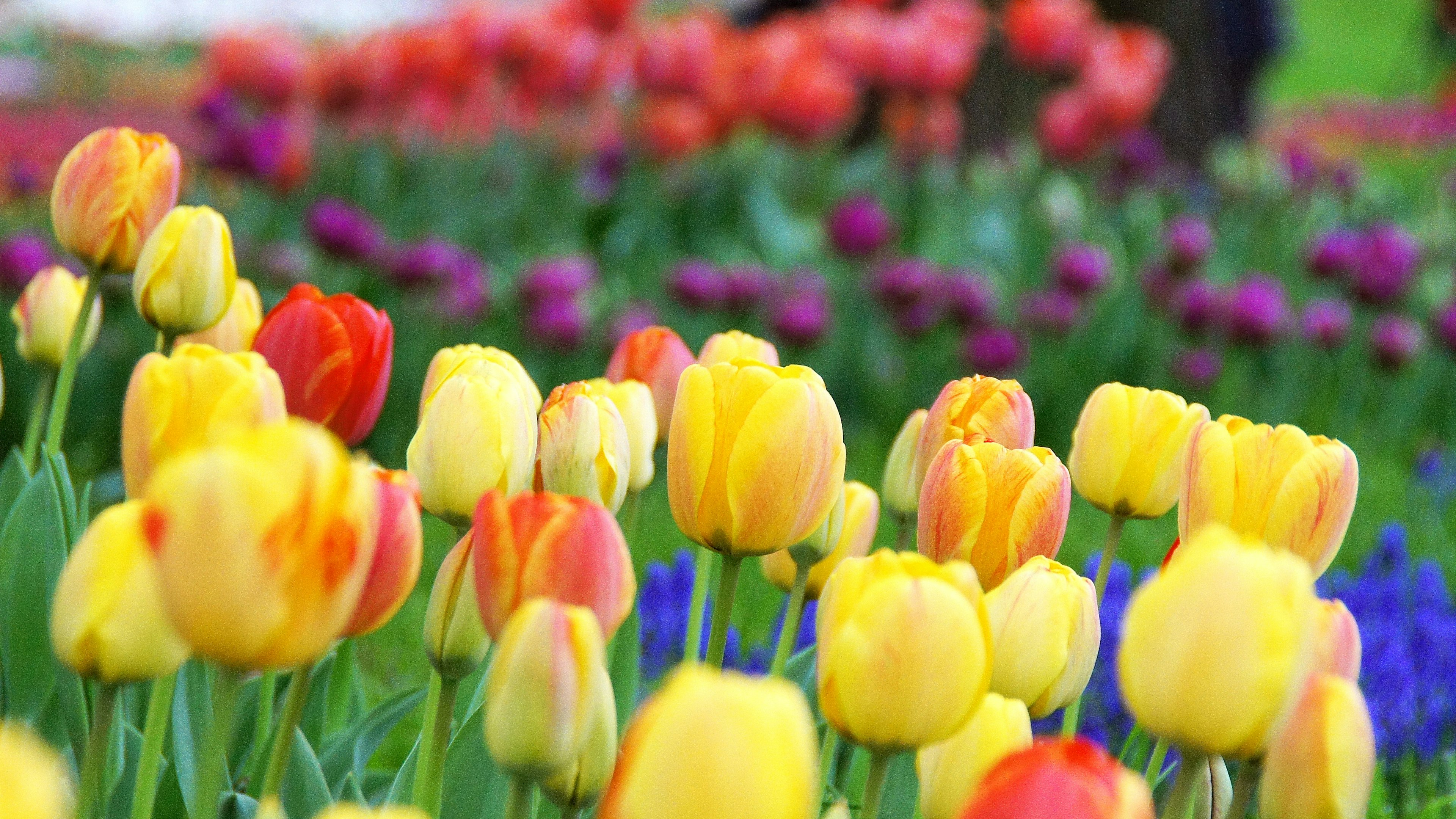 Campo de tulipanes coloridos con flores amarillas y rojas vibrantes