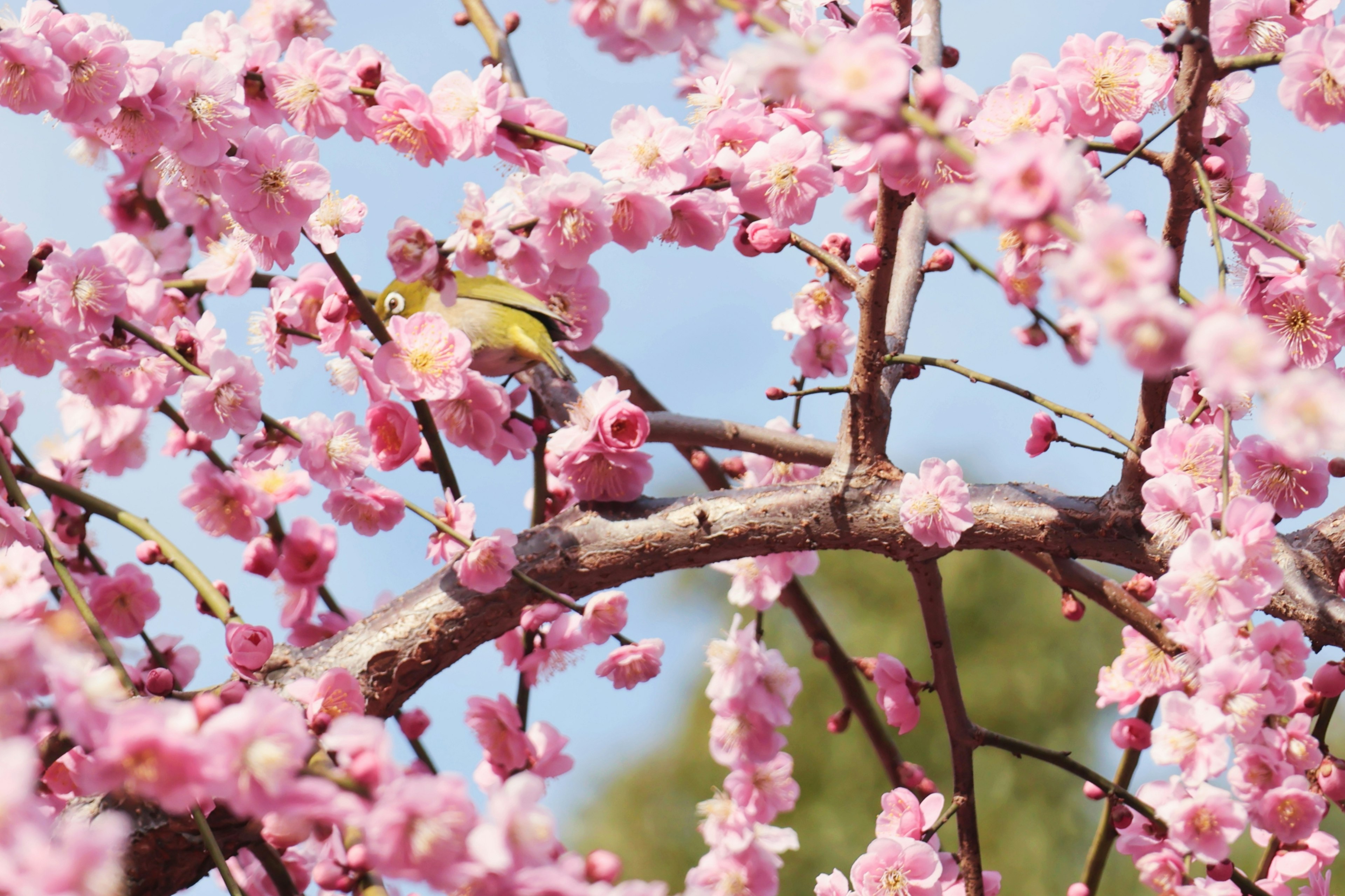 A small bird perched on a branch of blooming cherry blossoms