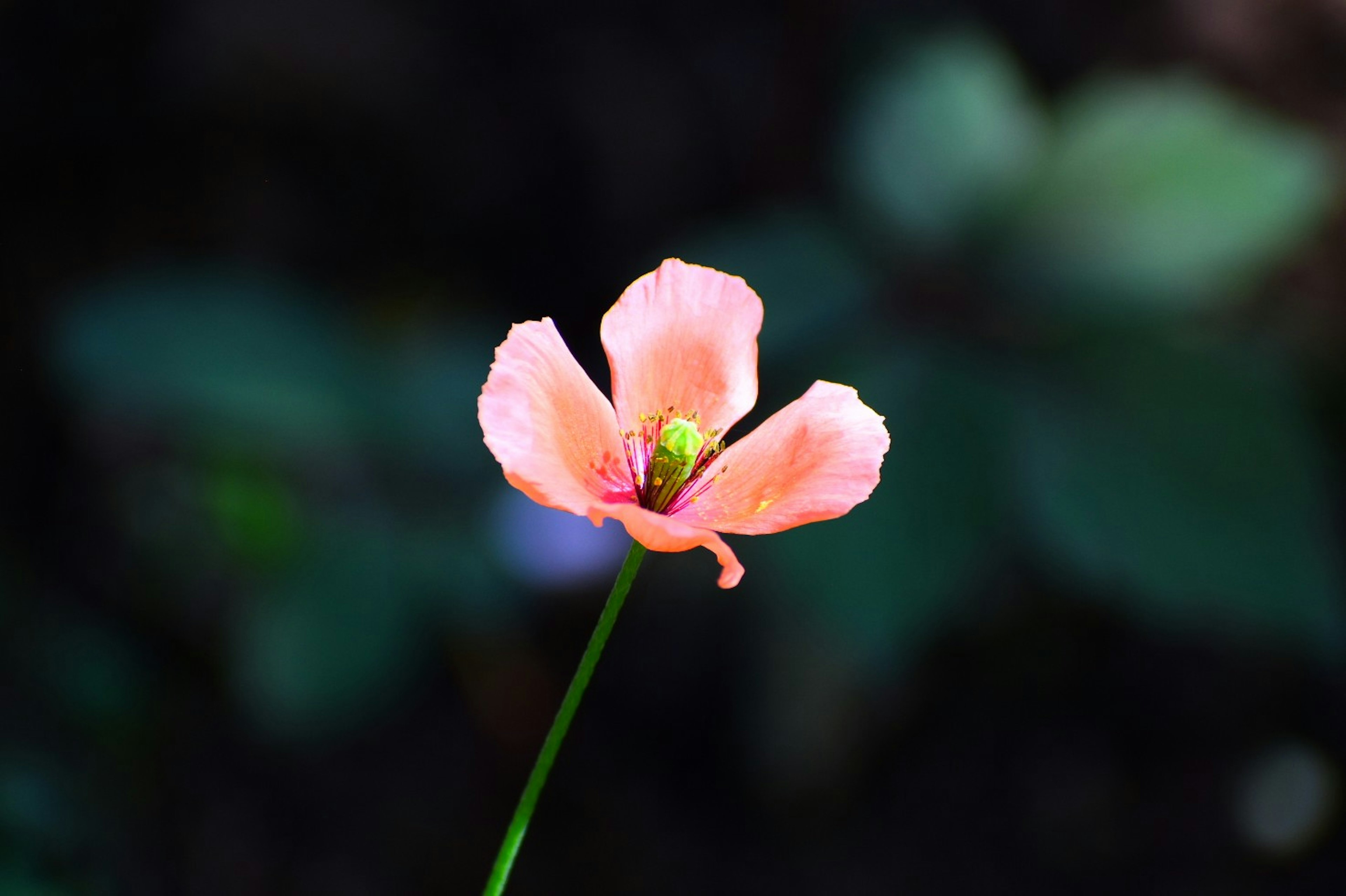 A delicate pink flower stands out against a green background