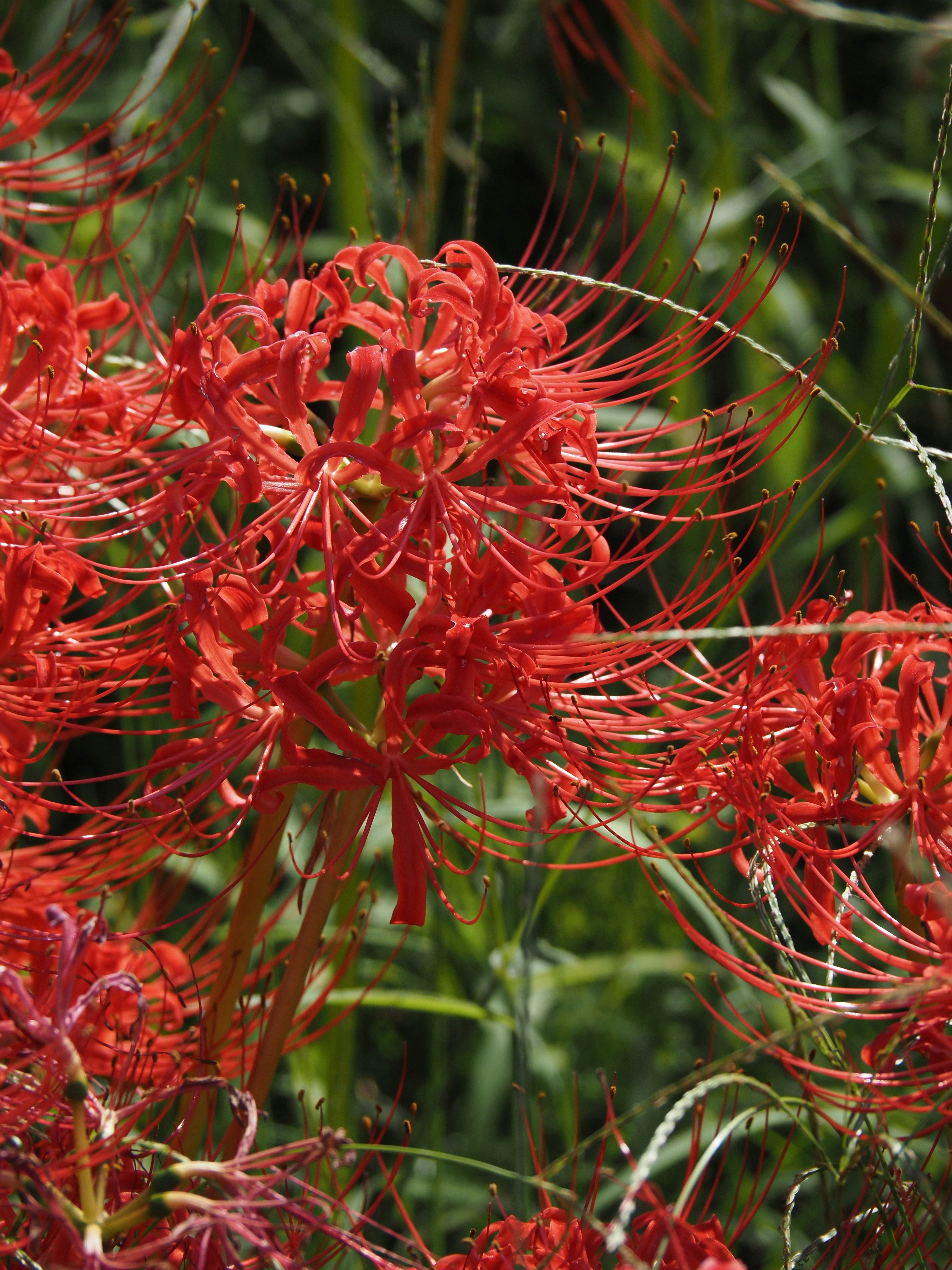 Kumpulan bunga spider lily merah yang hidup di lingkungan alami