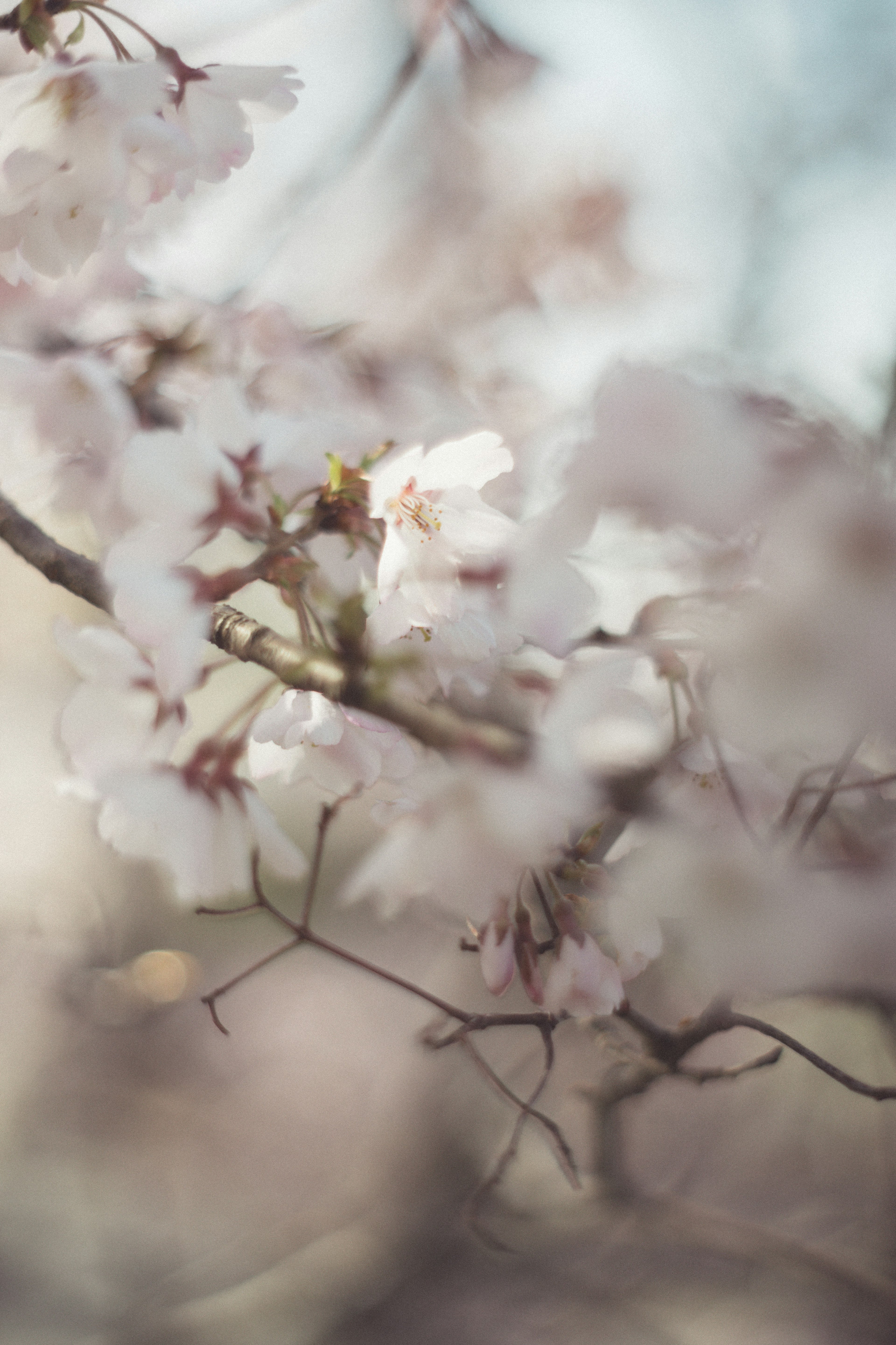 Blurry image of cherry blossom flowers on branches